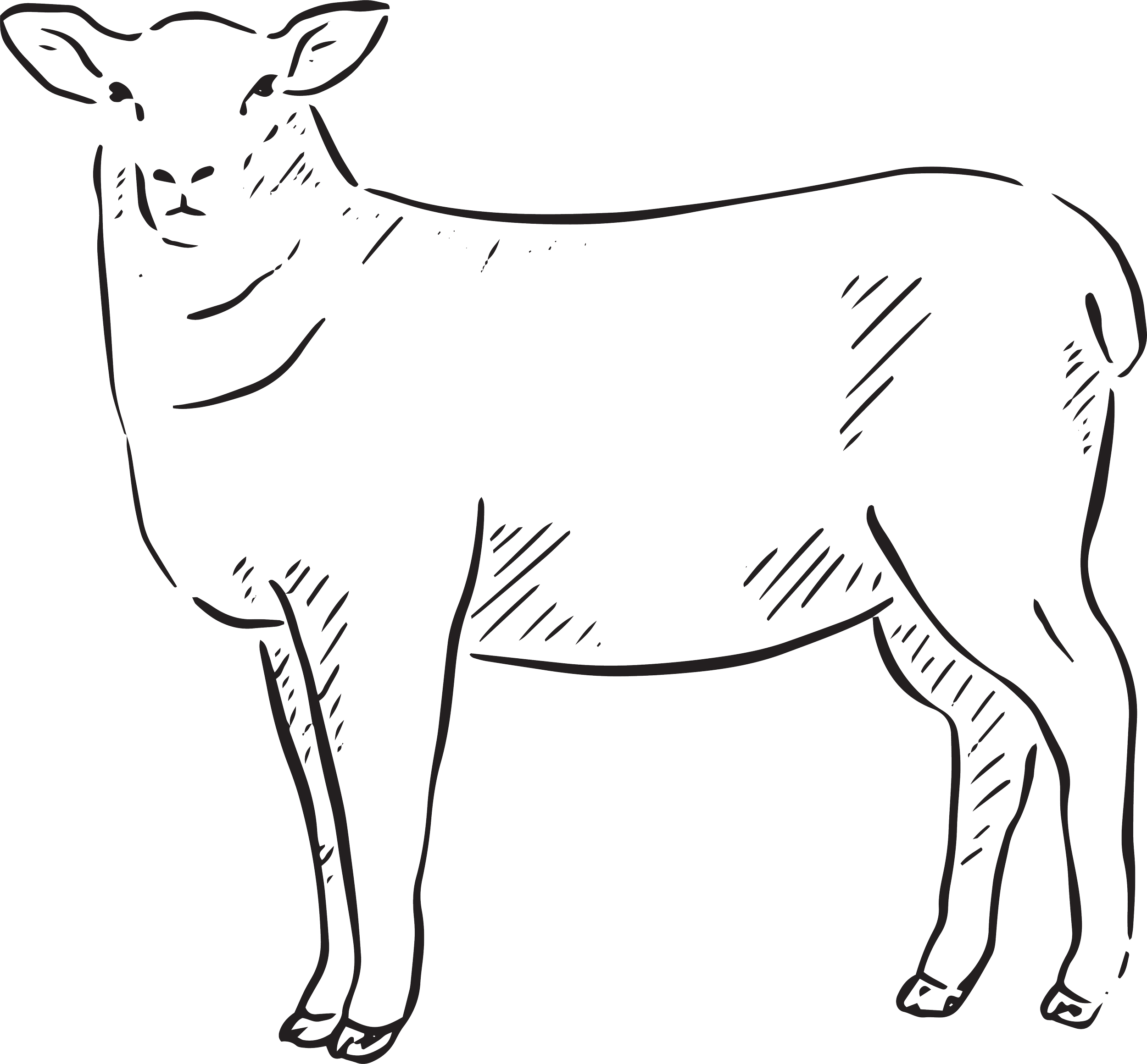 Sheep
