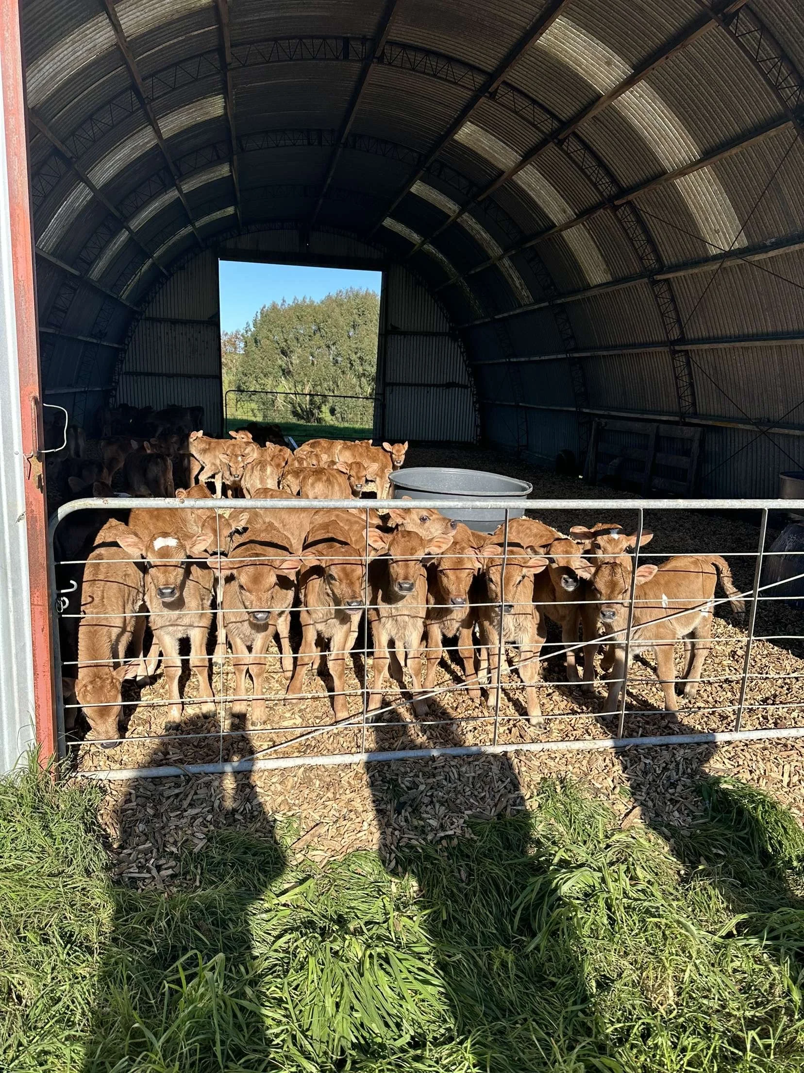 Calves in calf shed
