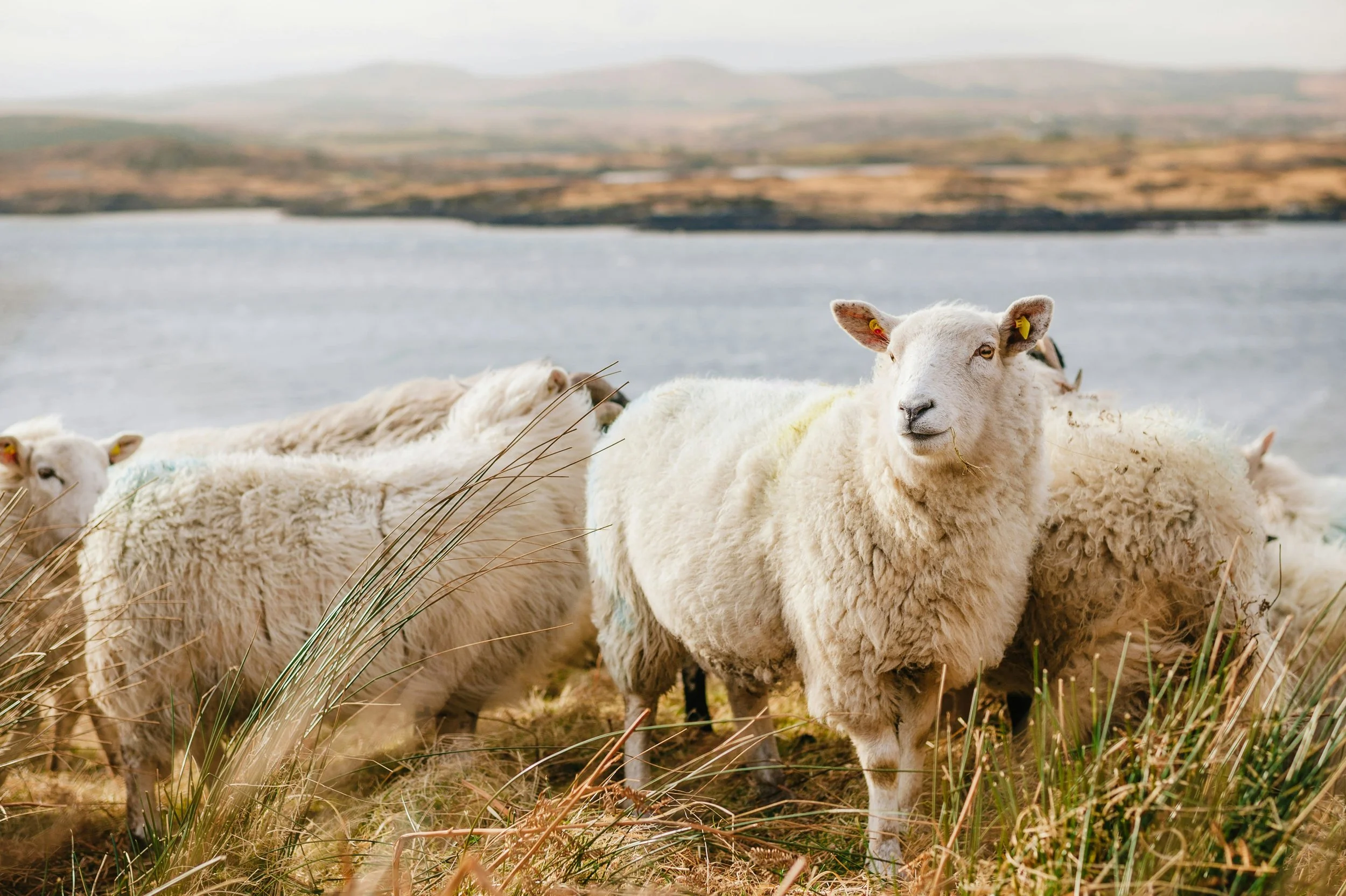 A flock of sheep standing on grass near a body of water with hills in the background.