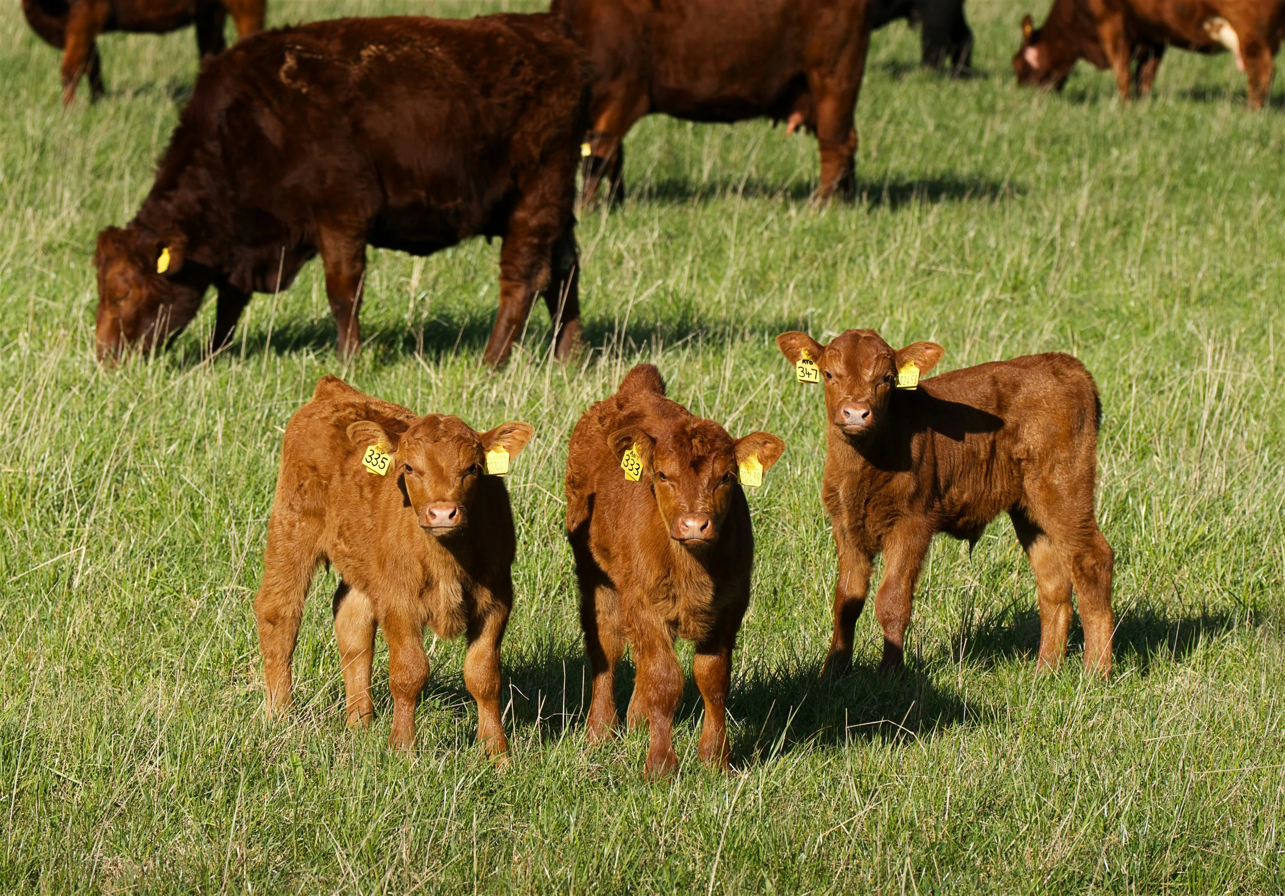 A herd of brown calves with yellow tags on their ears grazing on green grass in a field.