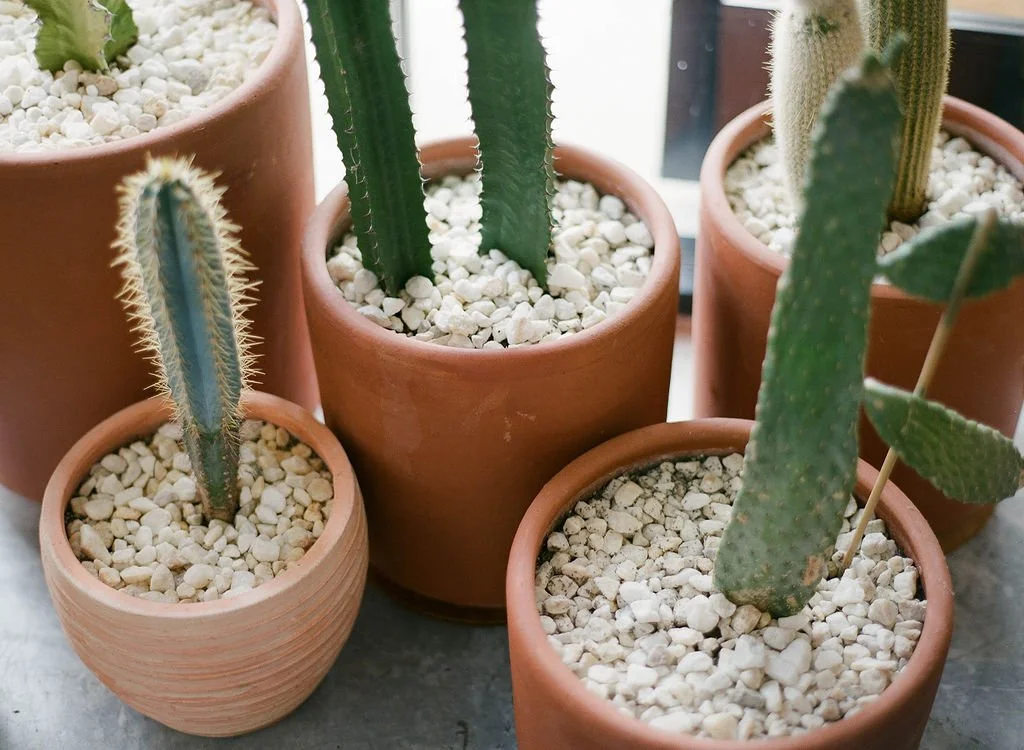 Several potted cacti with white gravel soil, placed on a surface near a window.