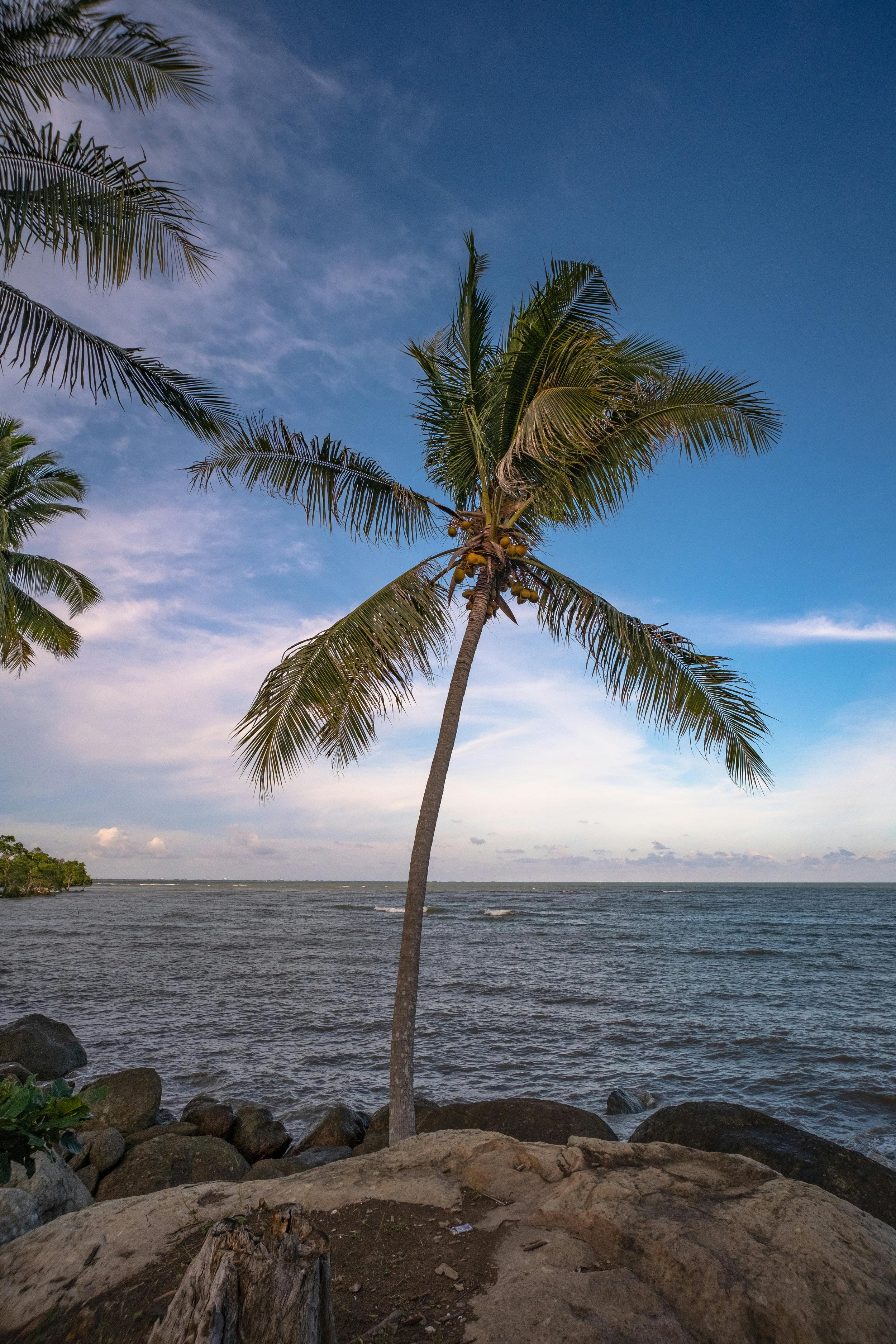 A tall palm tree with hanging coconuts by the rocky shoreline, facing the ocean with waves and a cloudy sky in the background.