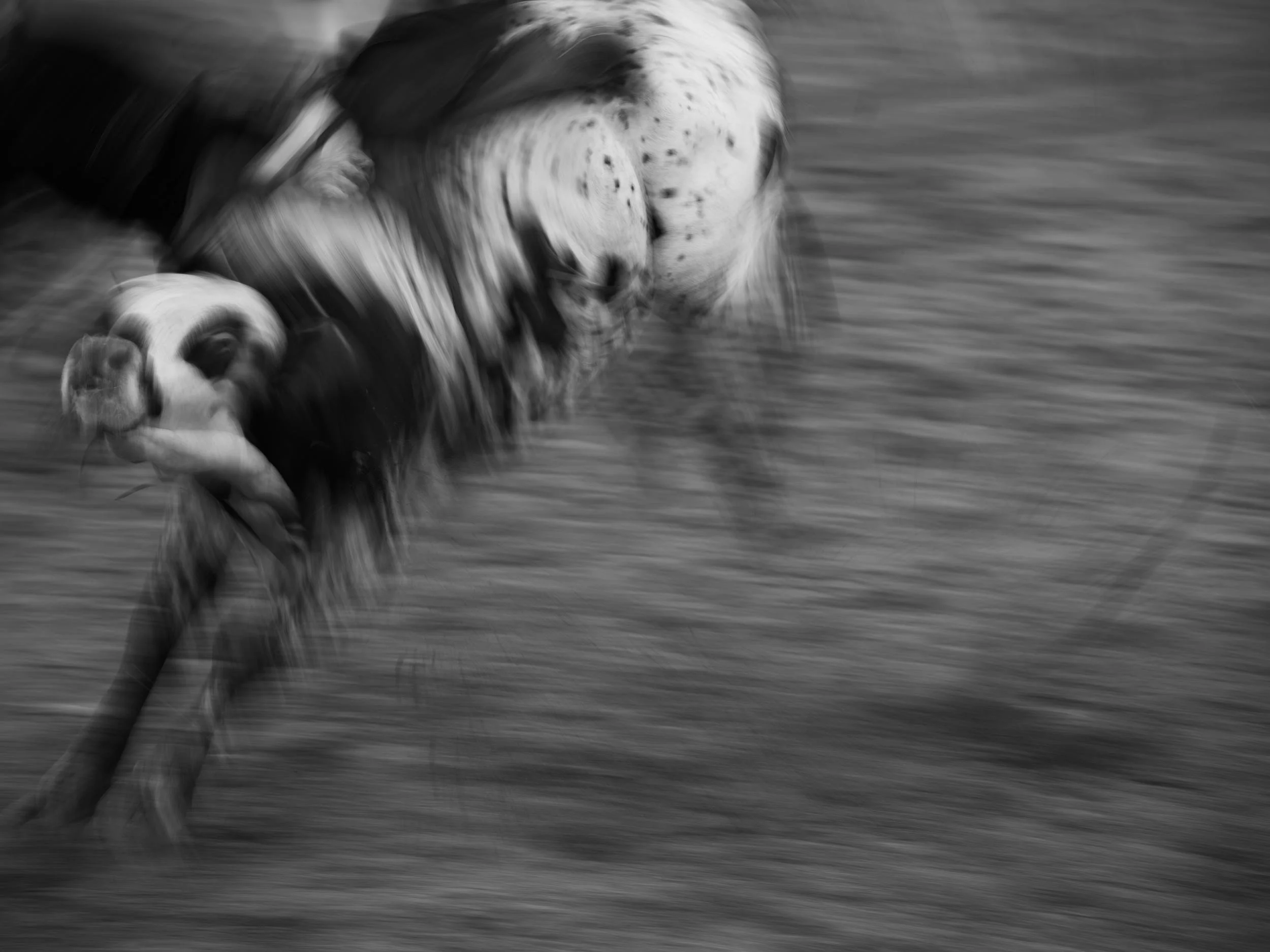 bull rider 2.jpg
