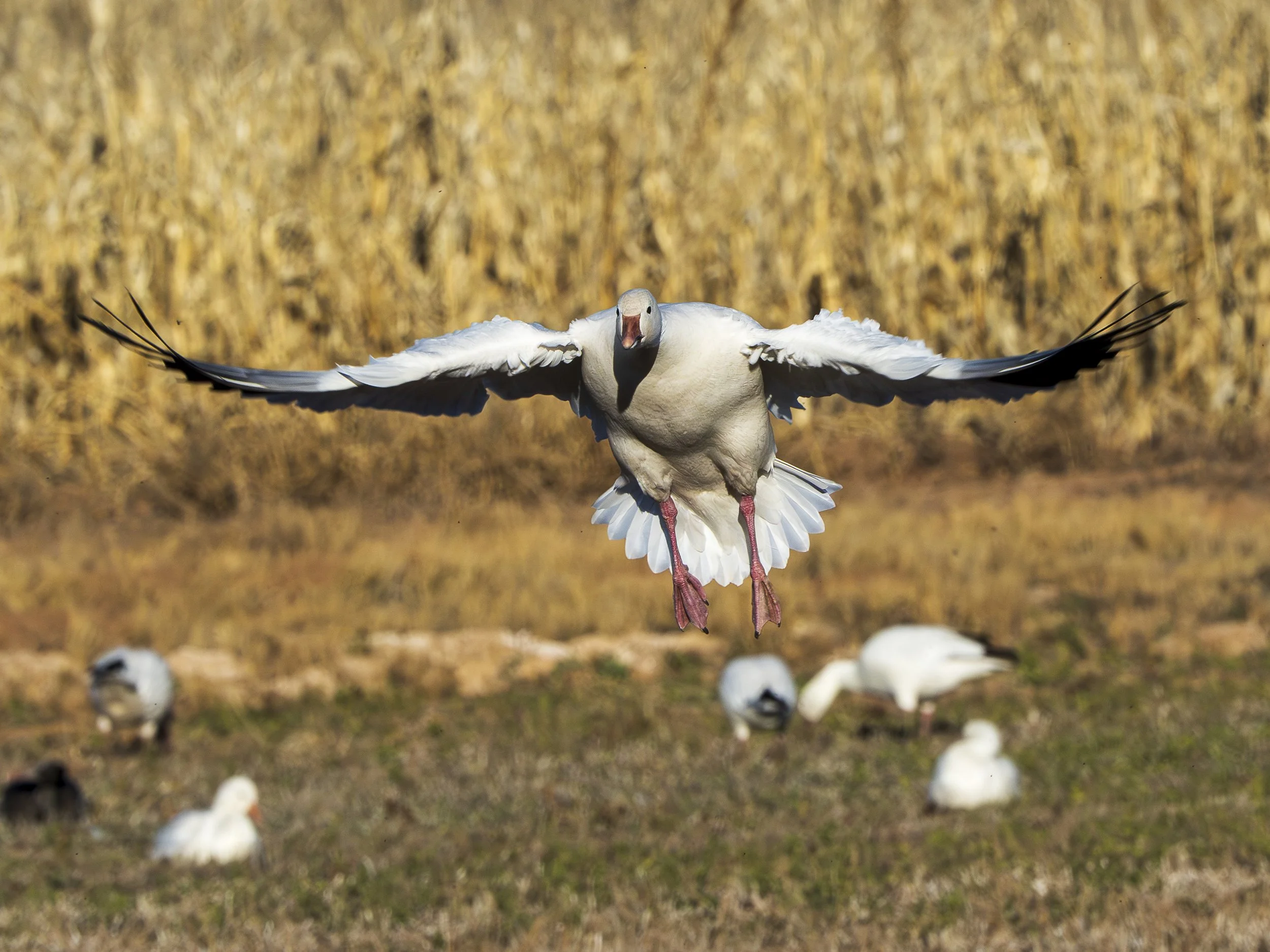 Snow Goose