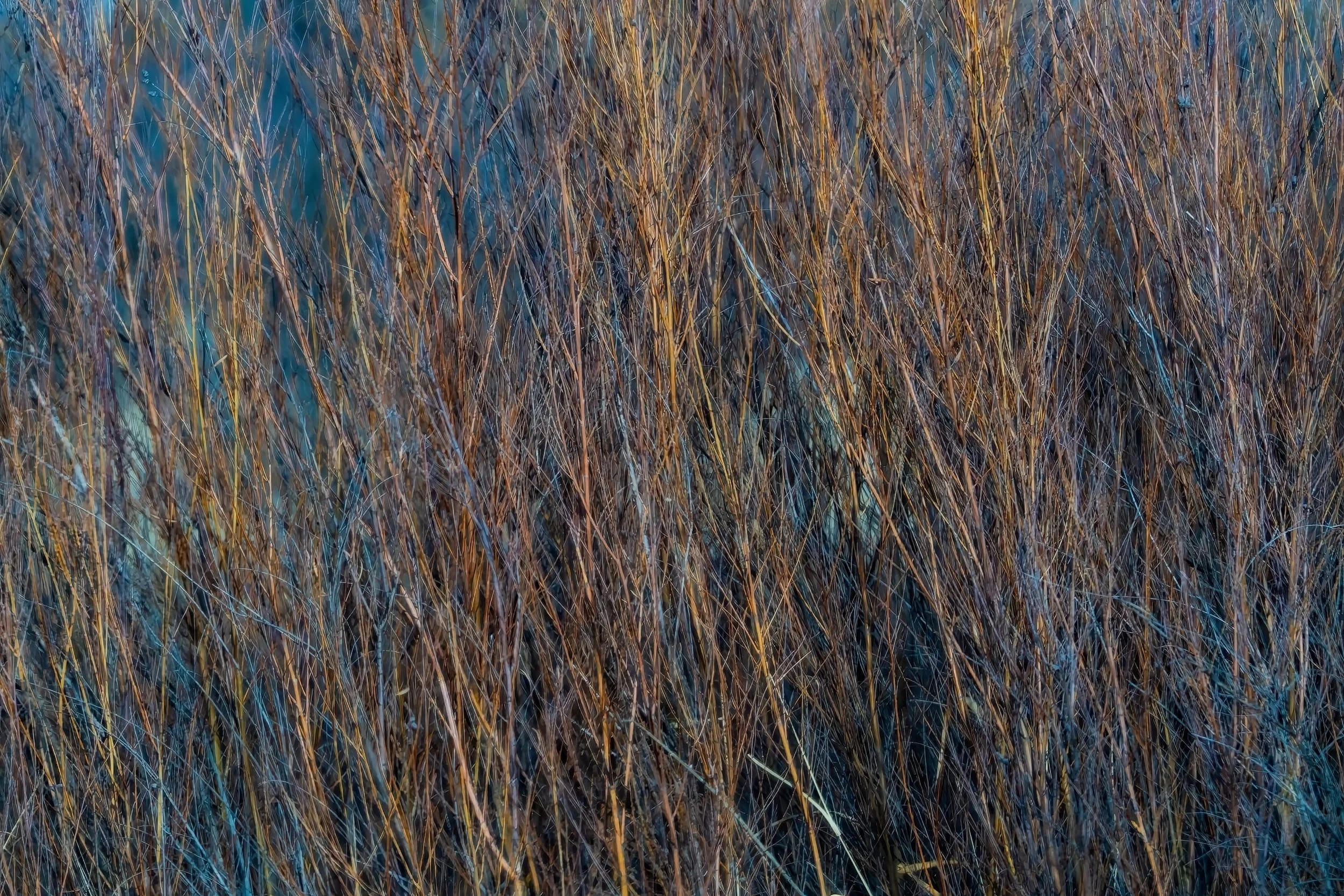 Reeds (December)