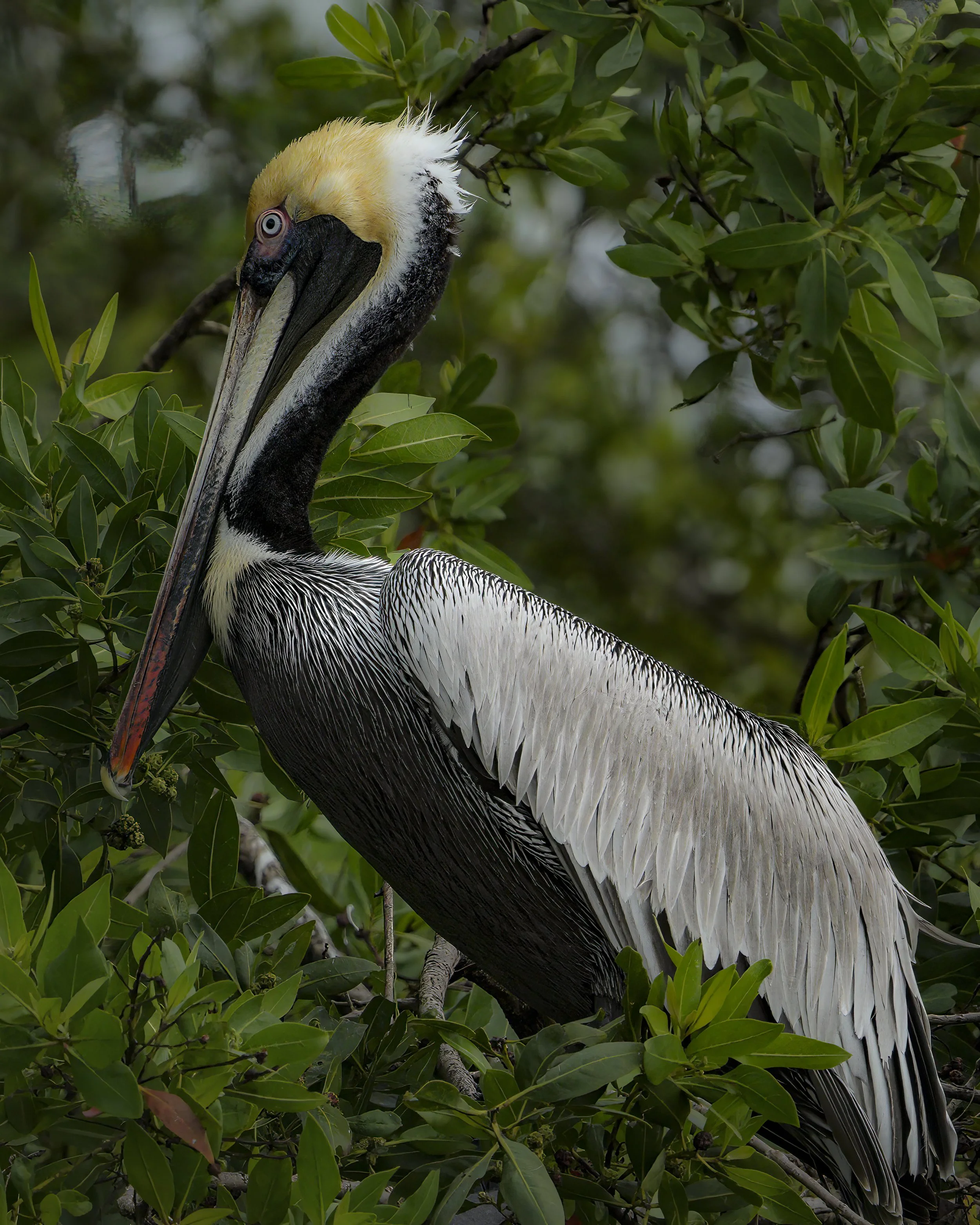 Posed