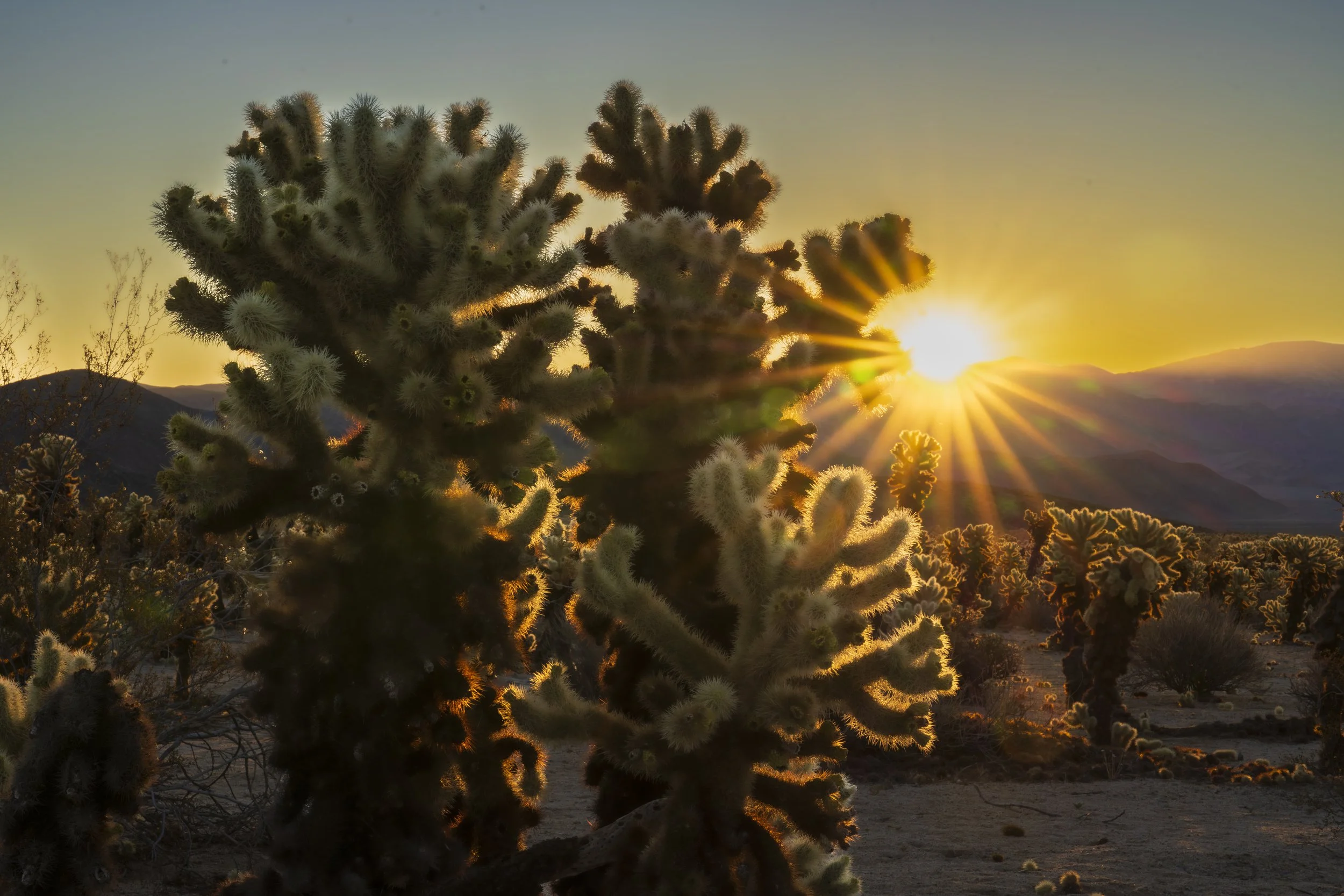 Cholla