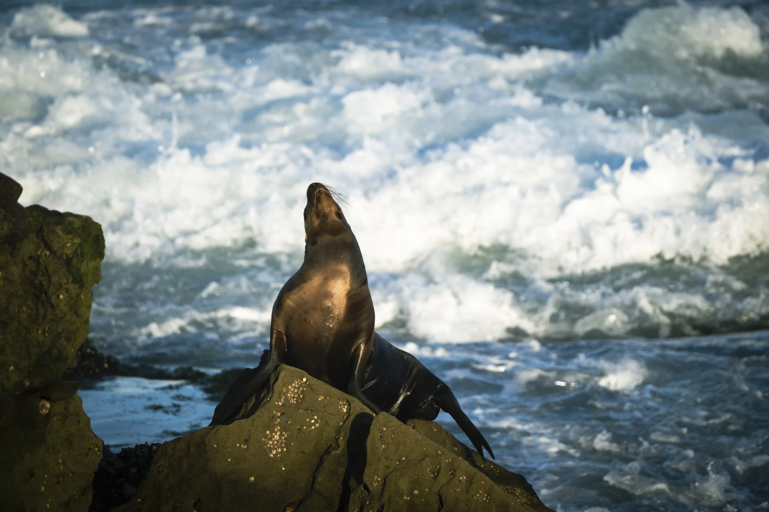 Morning, La Jolla Cove