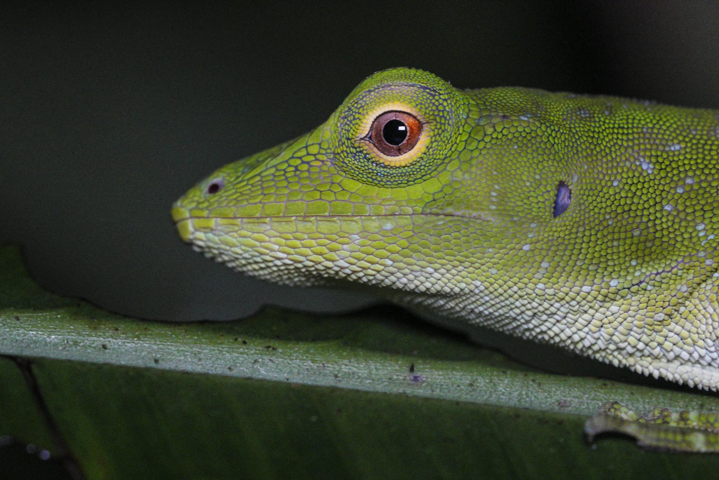 Brown eye