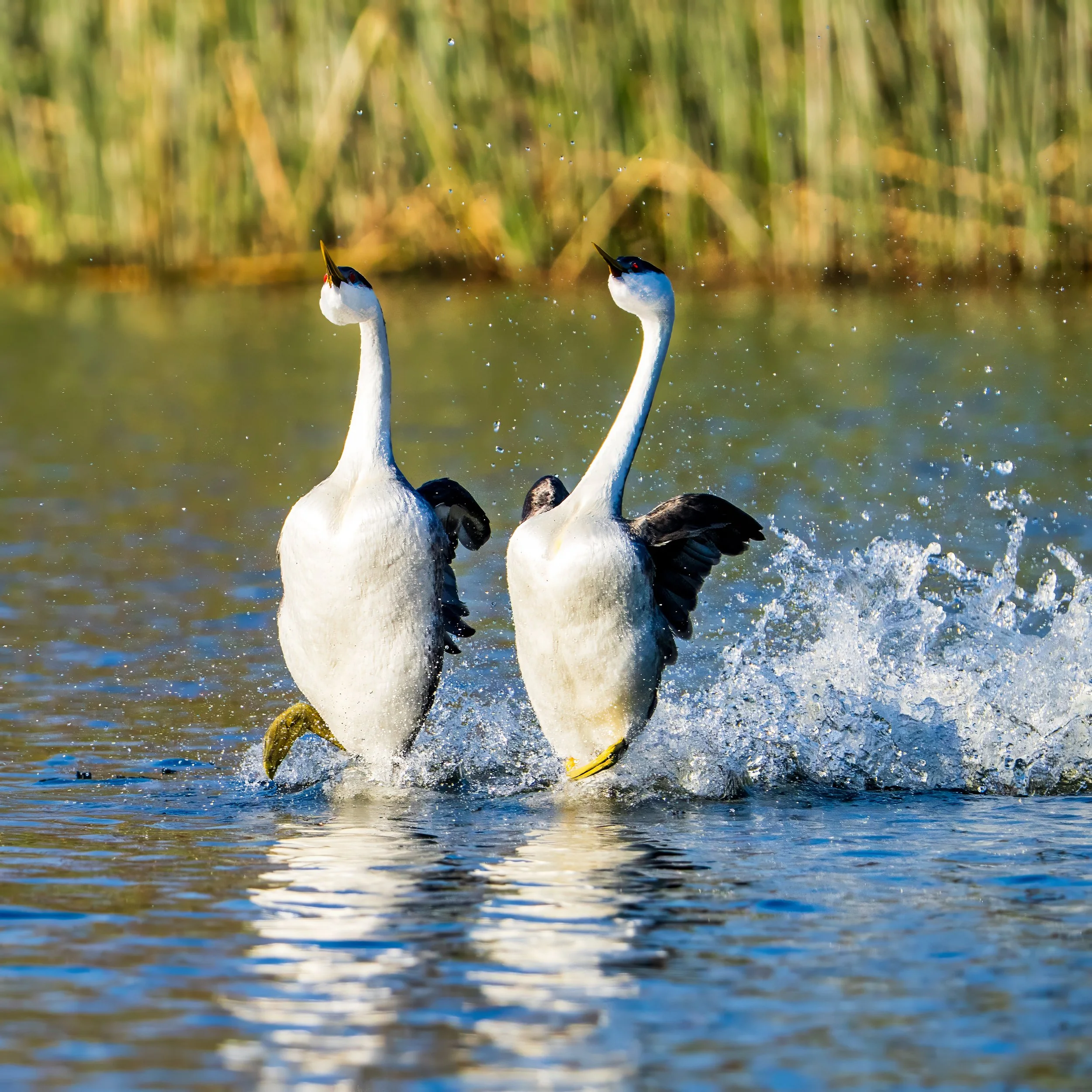 Grebes rushing