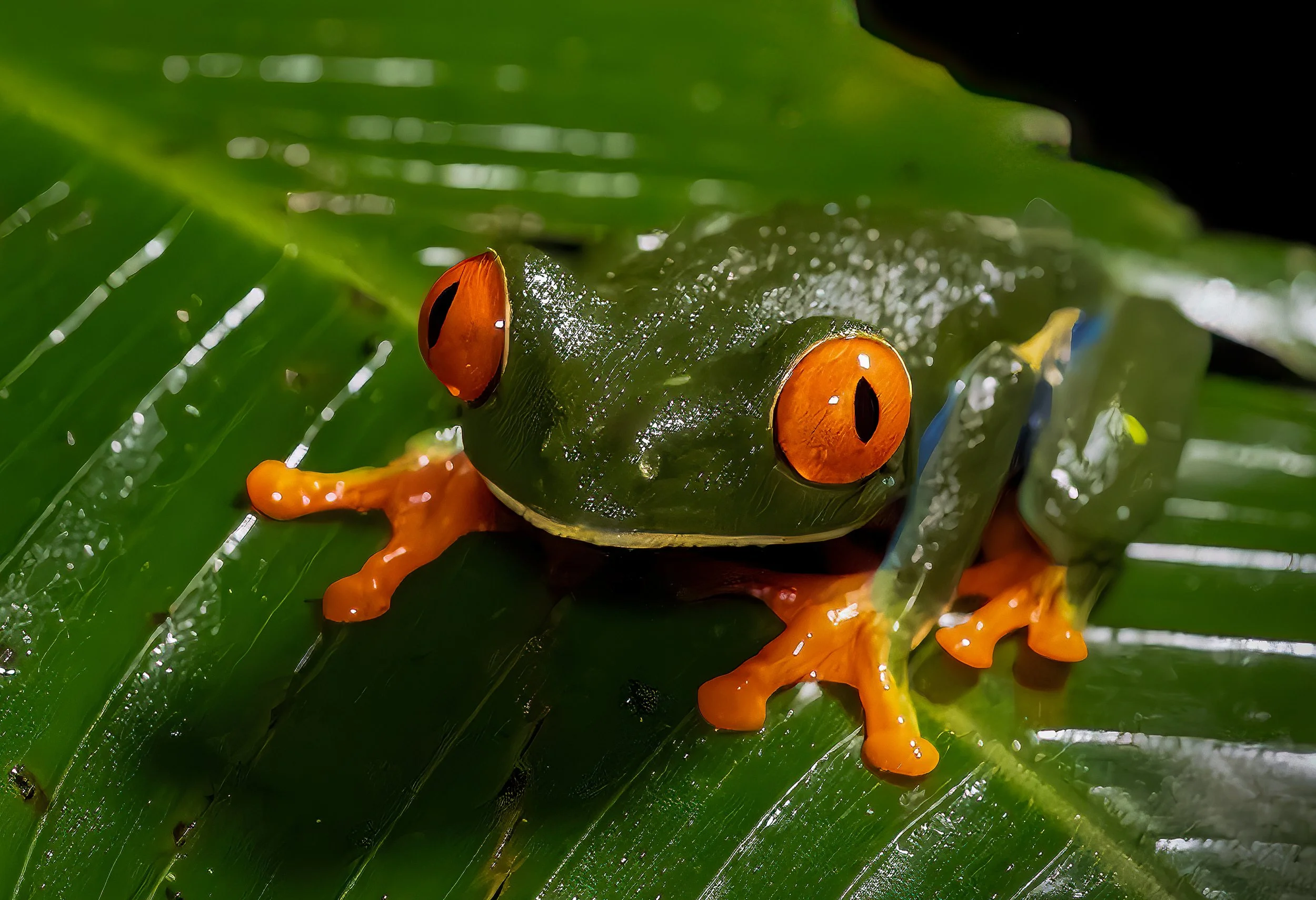 Marty on a leaf