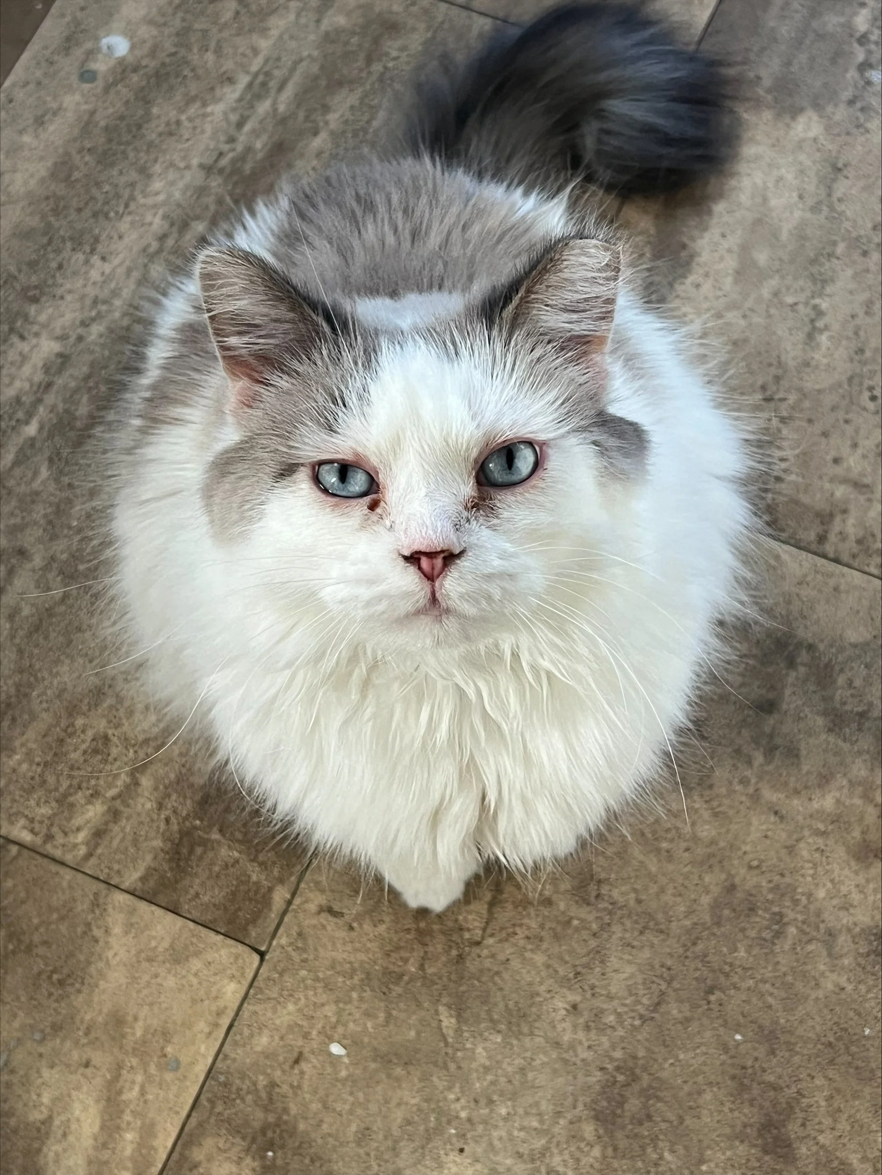 Evelyn aka Babygirl