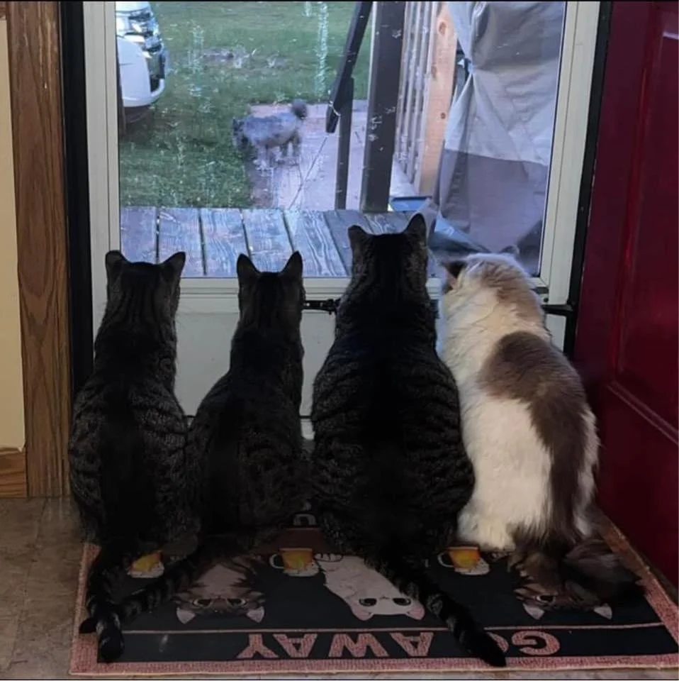 Eli, Fred, Sammy and Baby girl watching Hammy (dog outside)