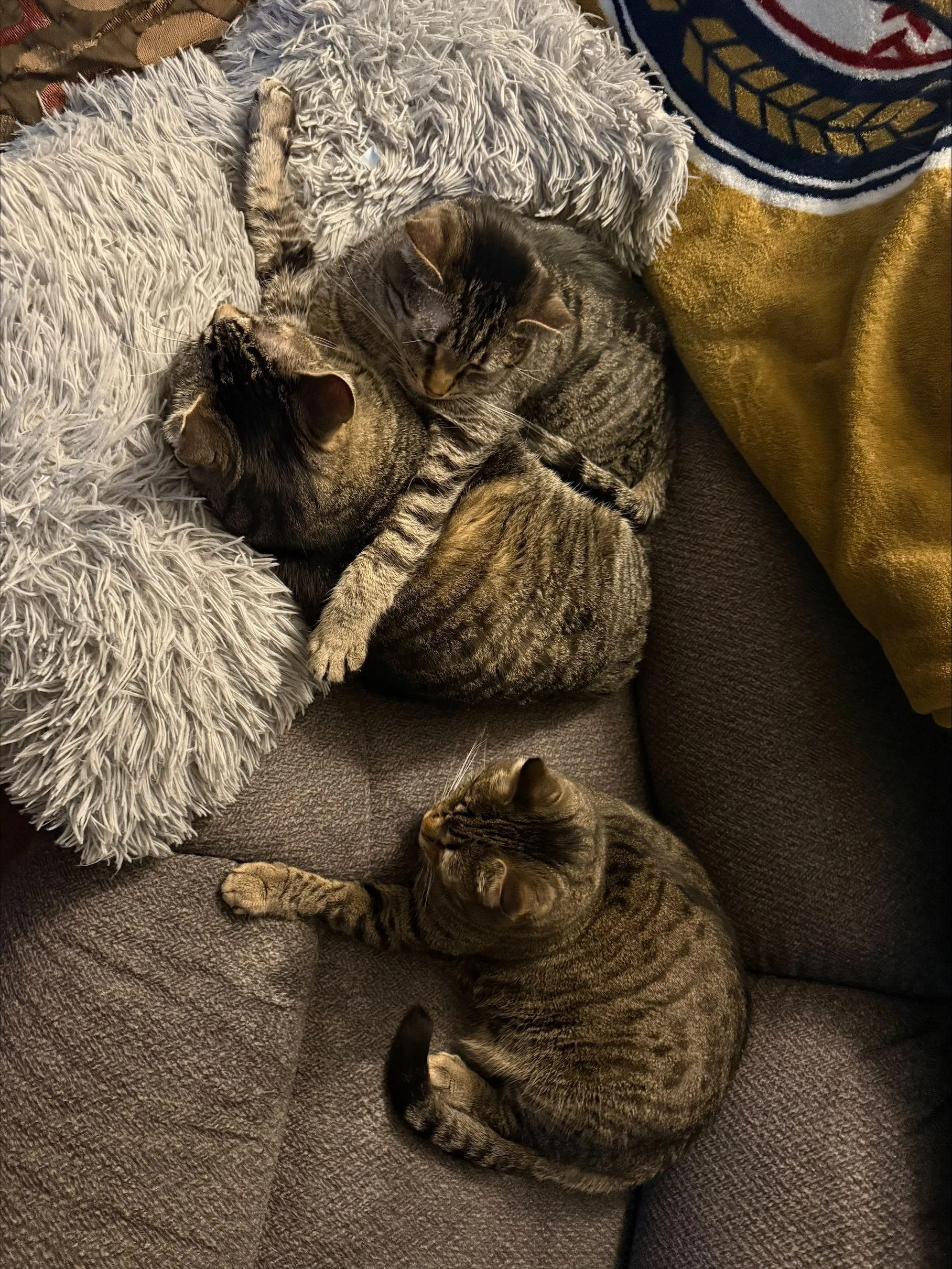 Fred, Sammy and Eli cuddling on the couch