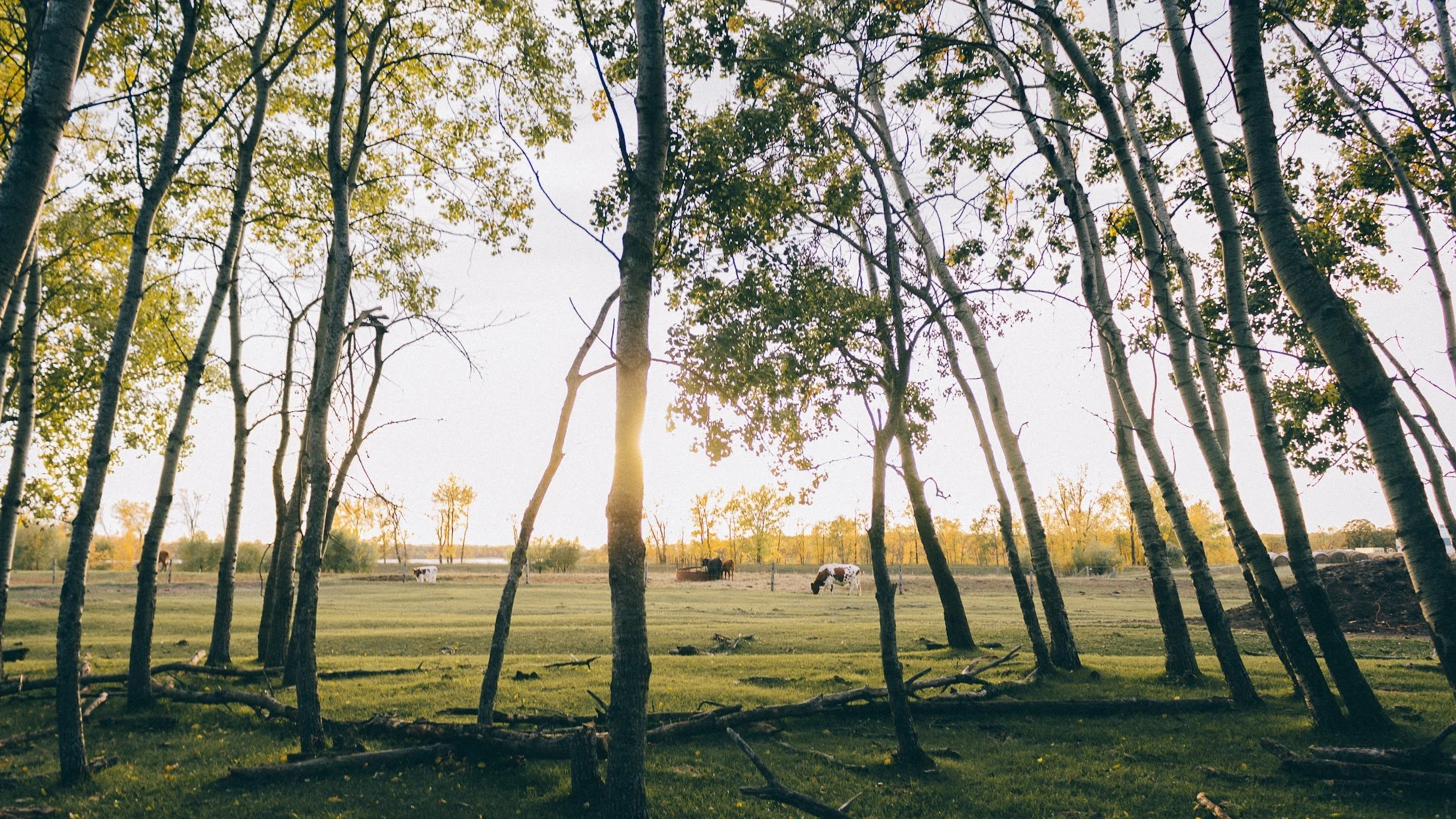 Sun shining through trees overlooking a pasture with cows grazing.