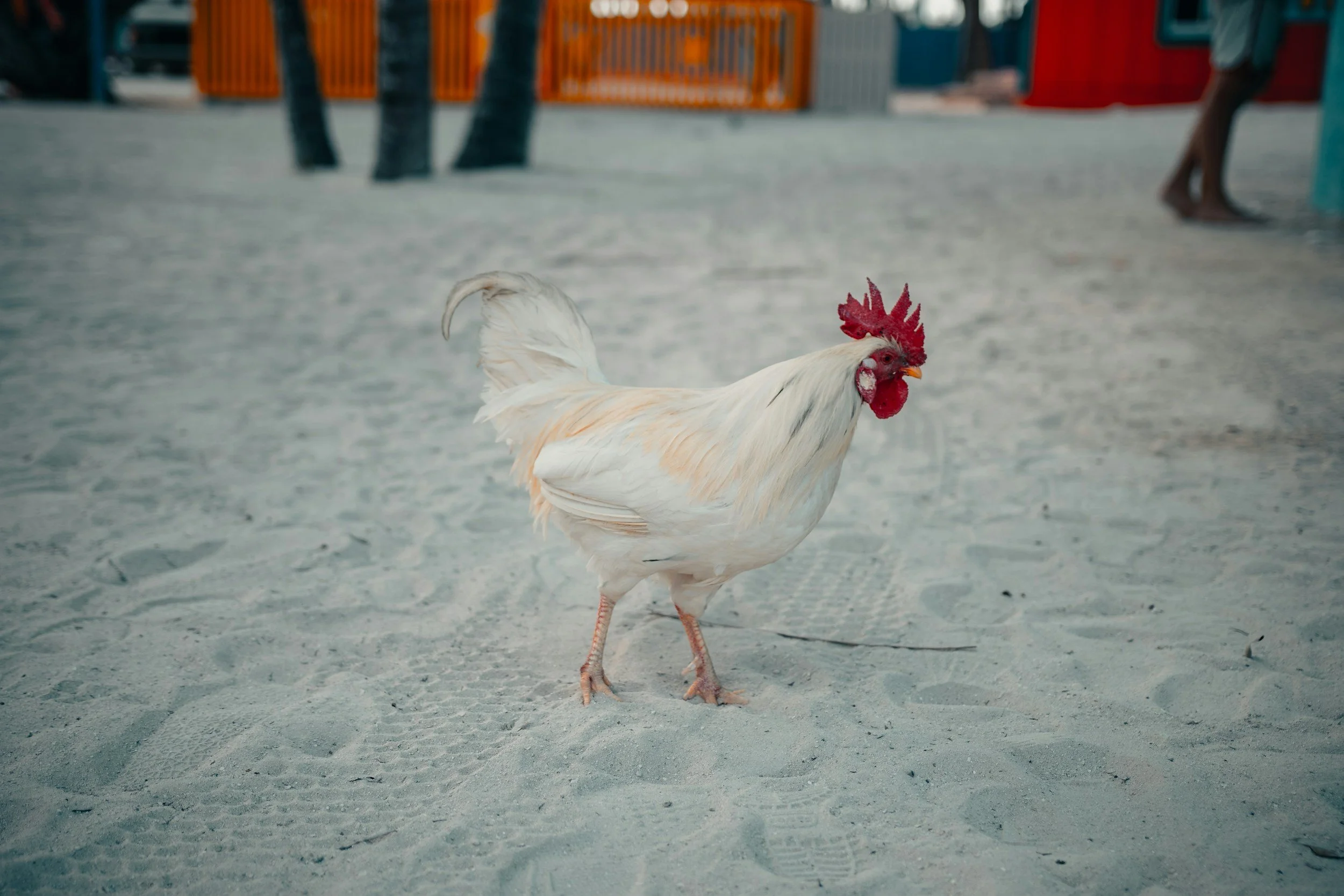unsplash-image-LjpsVR81x_c.jpg