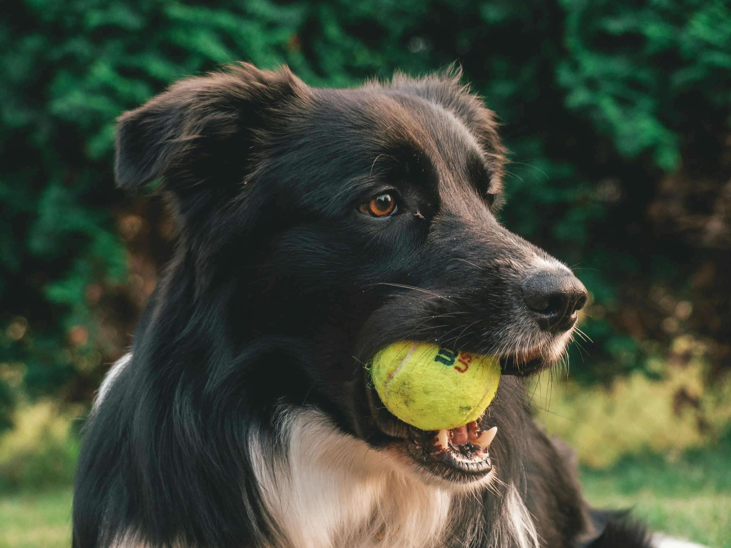 A black and white dog with brown eyes holding a yellow tennis ball in its mouth, outdoors with greenery in the background.