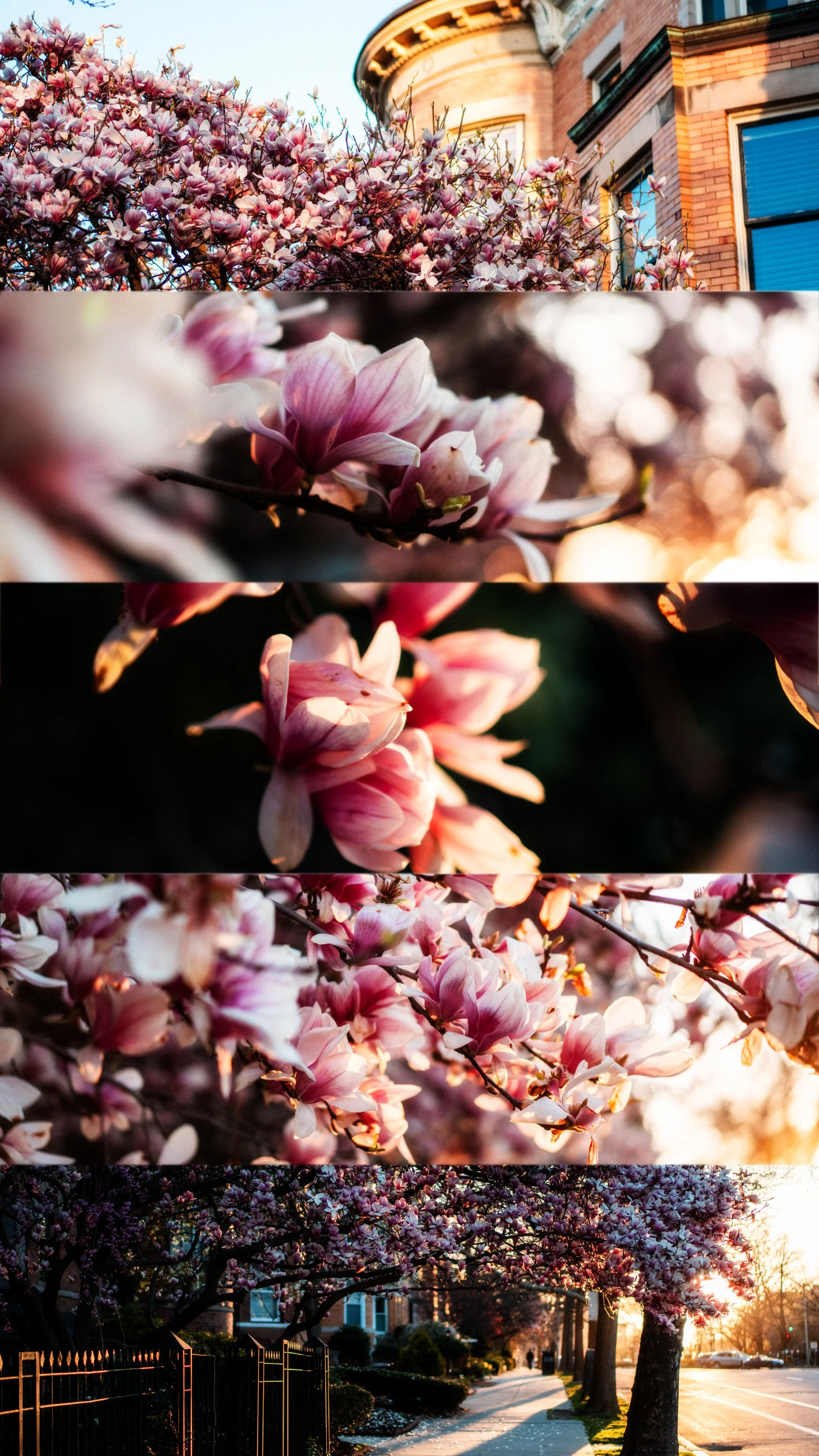 flowers april 17.jpg