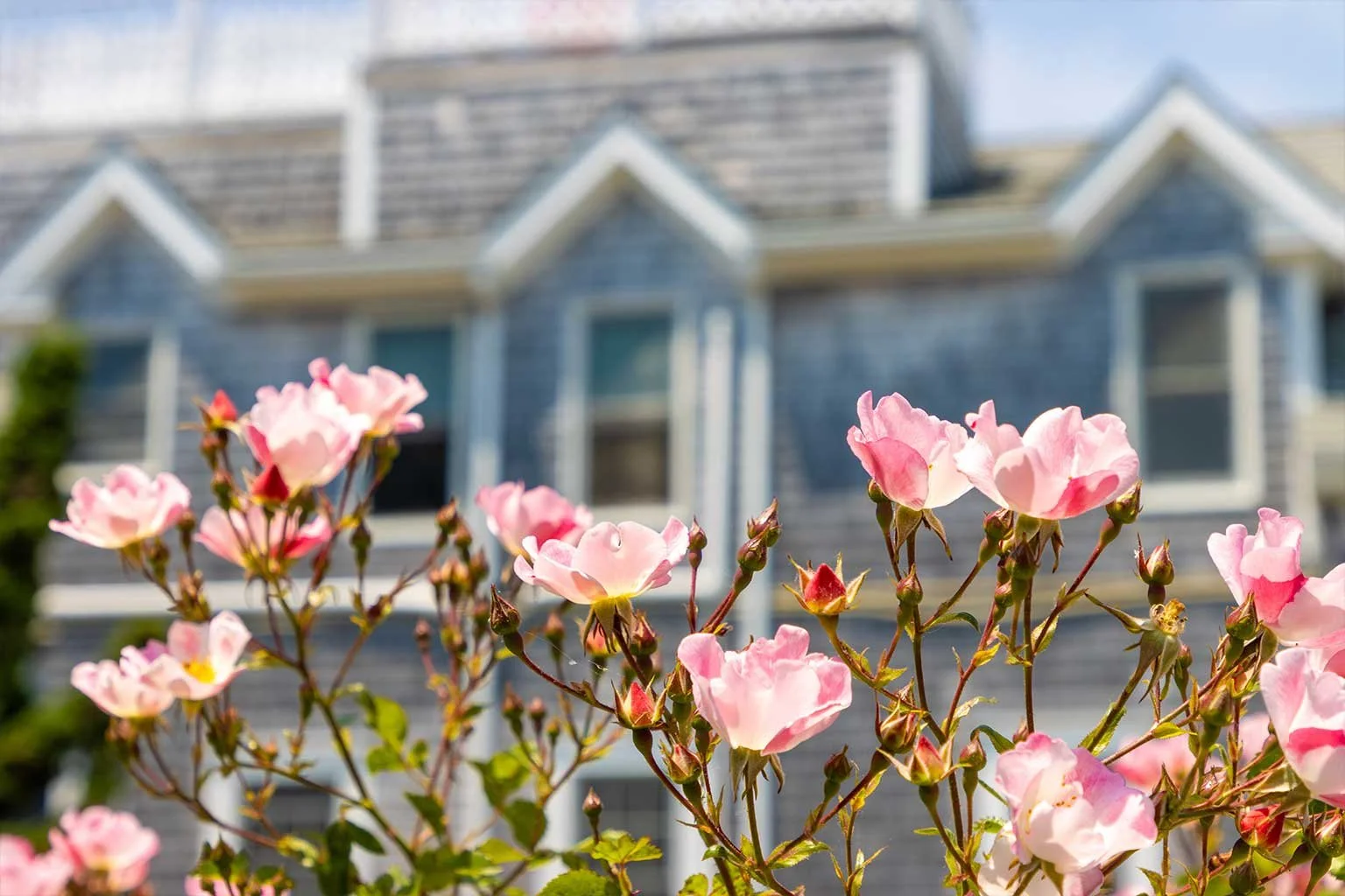 Pink roses blooming in front of a gray house with white trim and multiple gables