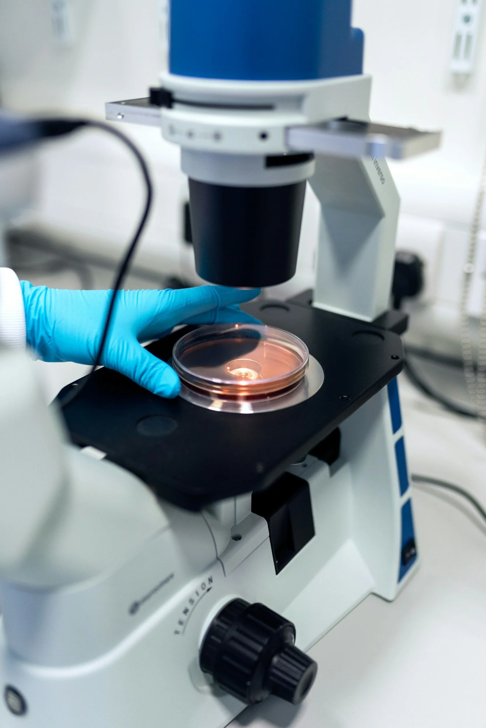 Close-up of a laboratory microscope with a petri dish under the objective lens, a person wearing a blue glove is adjusting the sample.