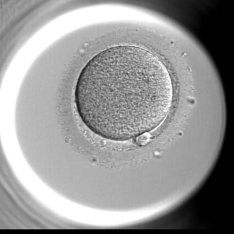 Looking through the top of a glass, exposing the stem cell used for in vitro fertilization.