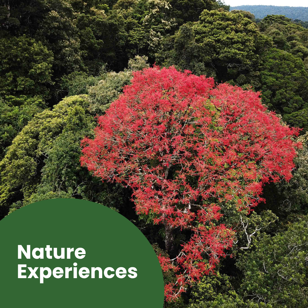 NatureExperiences.png