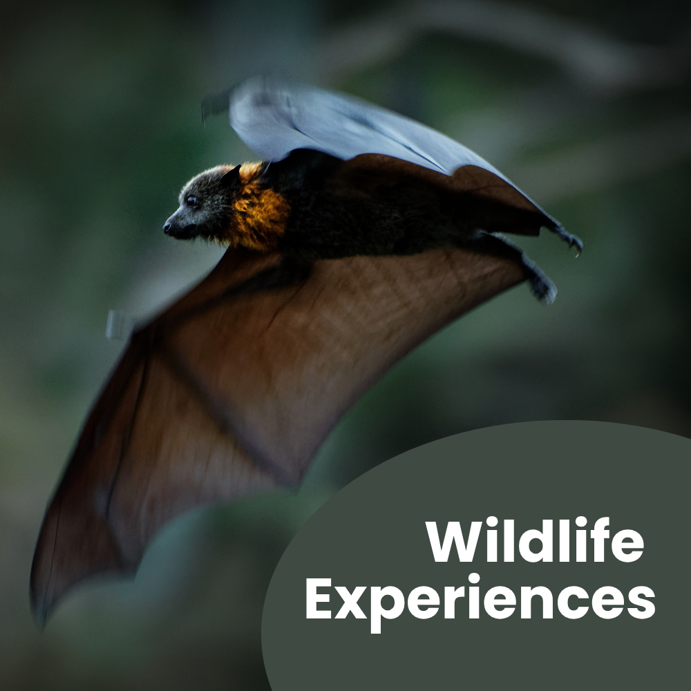 WildlifeExperiences.png