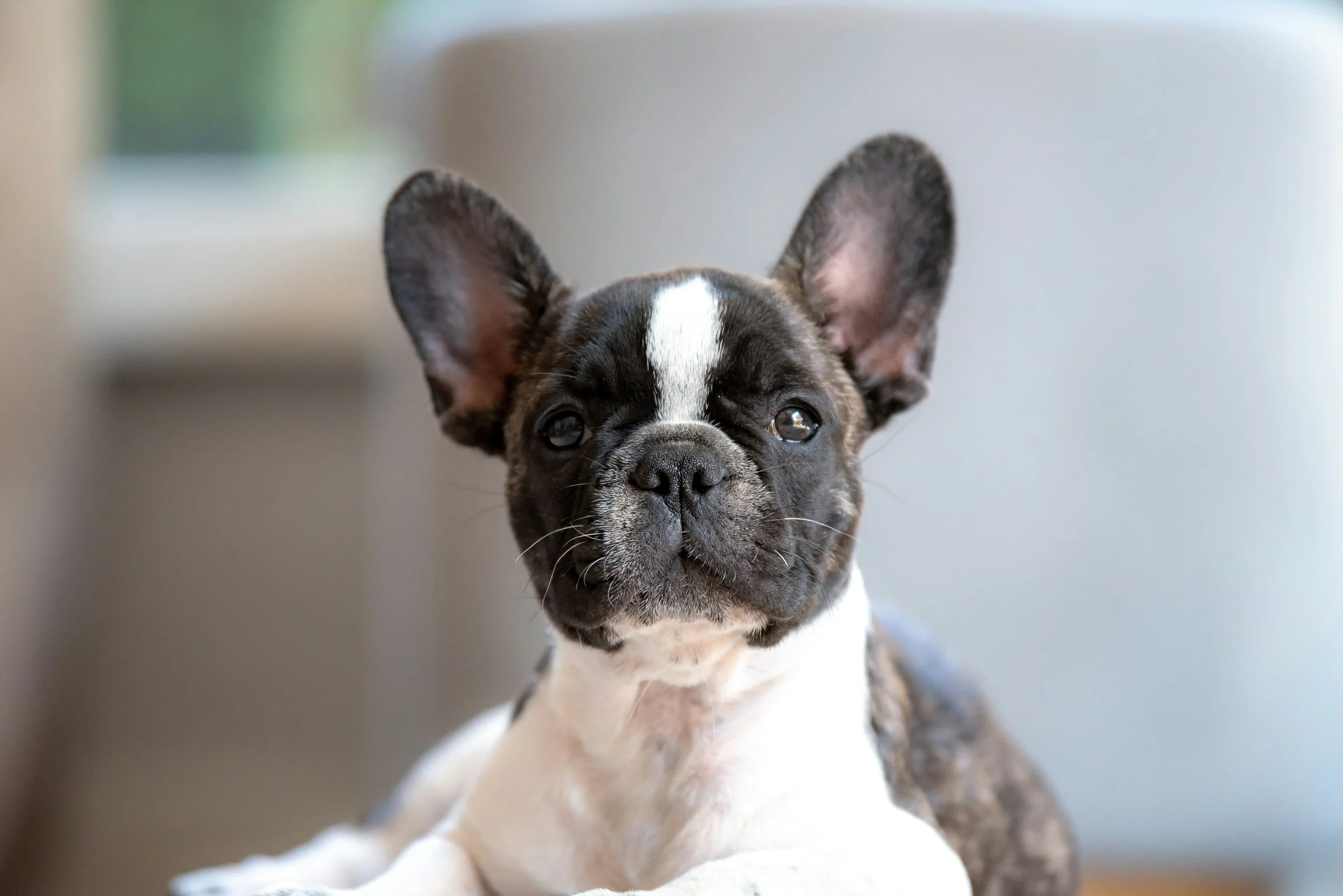 Close-up of a French Bulldog puppy with large ears, black and white fur, and soulful eyes, sitting indoors.