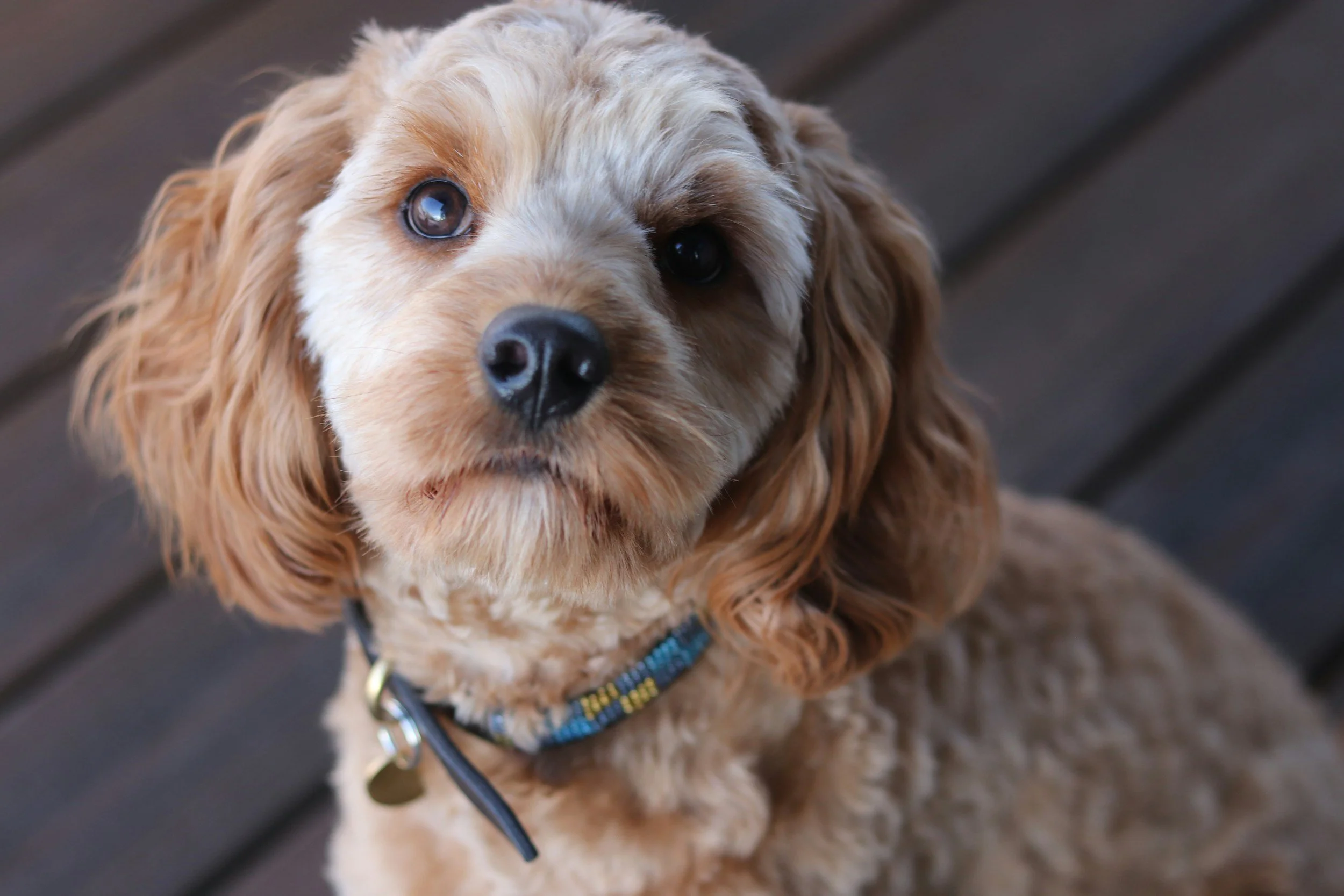 Close-up of a small tan and white dog with long, wavy ears and dark eyes, wearing a colorful woven collar, sitting on a wooden surface.