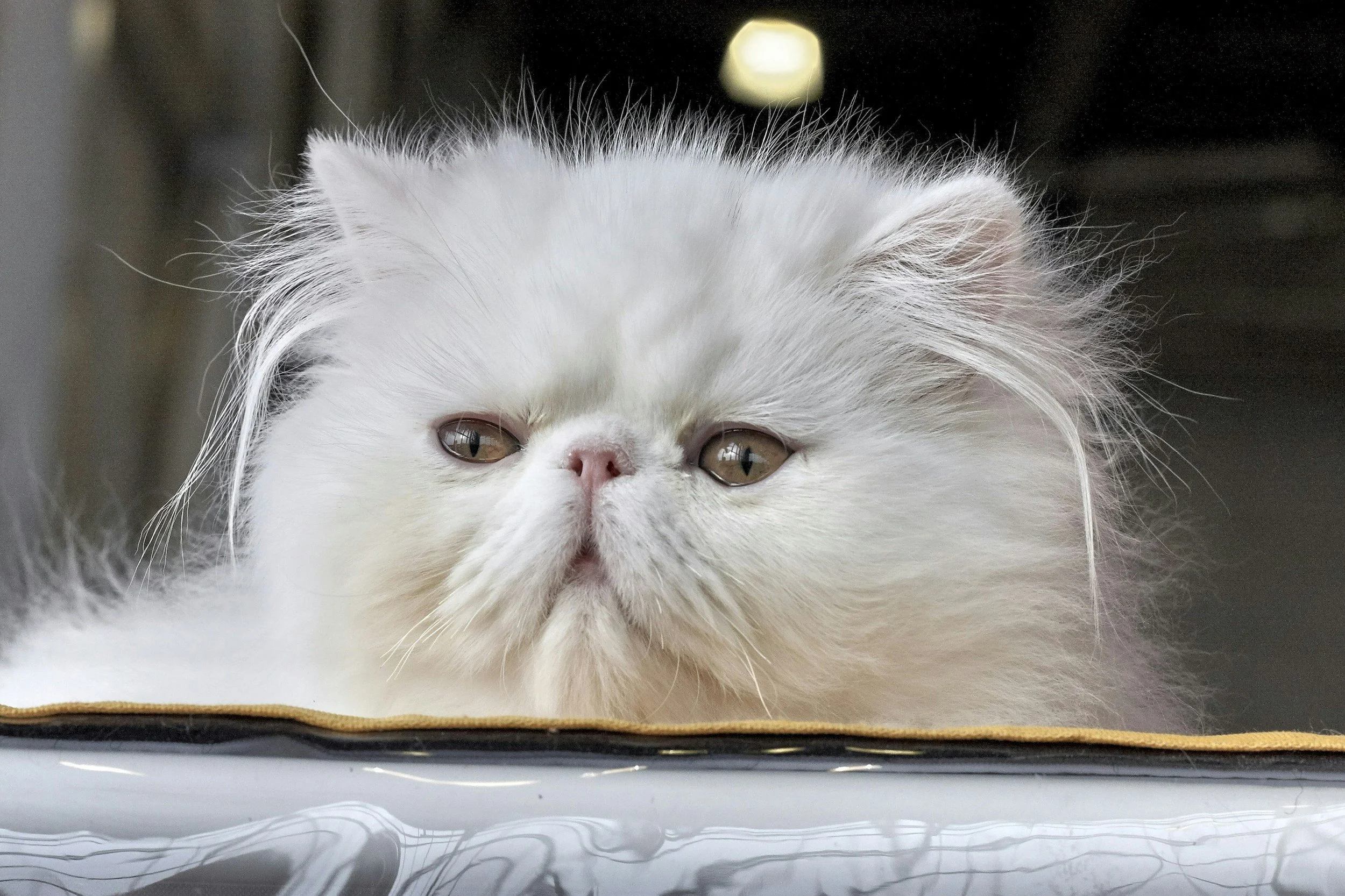 Close-up of a white fluffy cat lying on a surface with gold trimming, with part of its face and one eye visible, and a dark background.