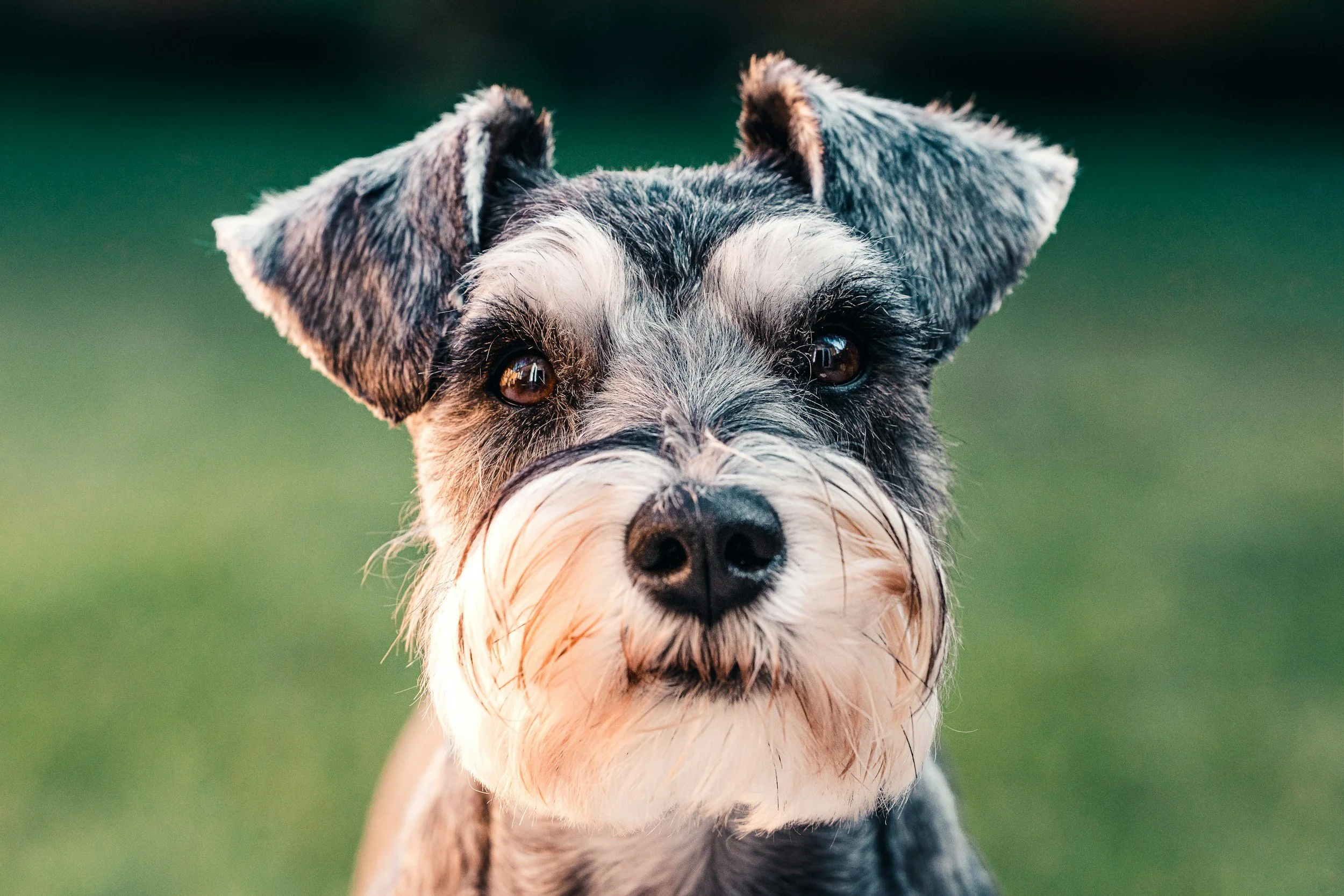 Close-up of a dog's face with brown eyes, gray and black fur, and white markings, against a blurred green background.