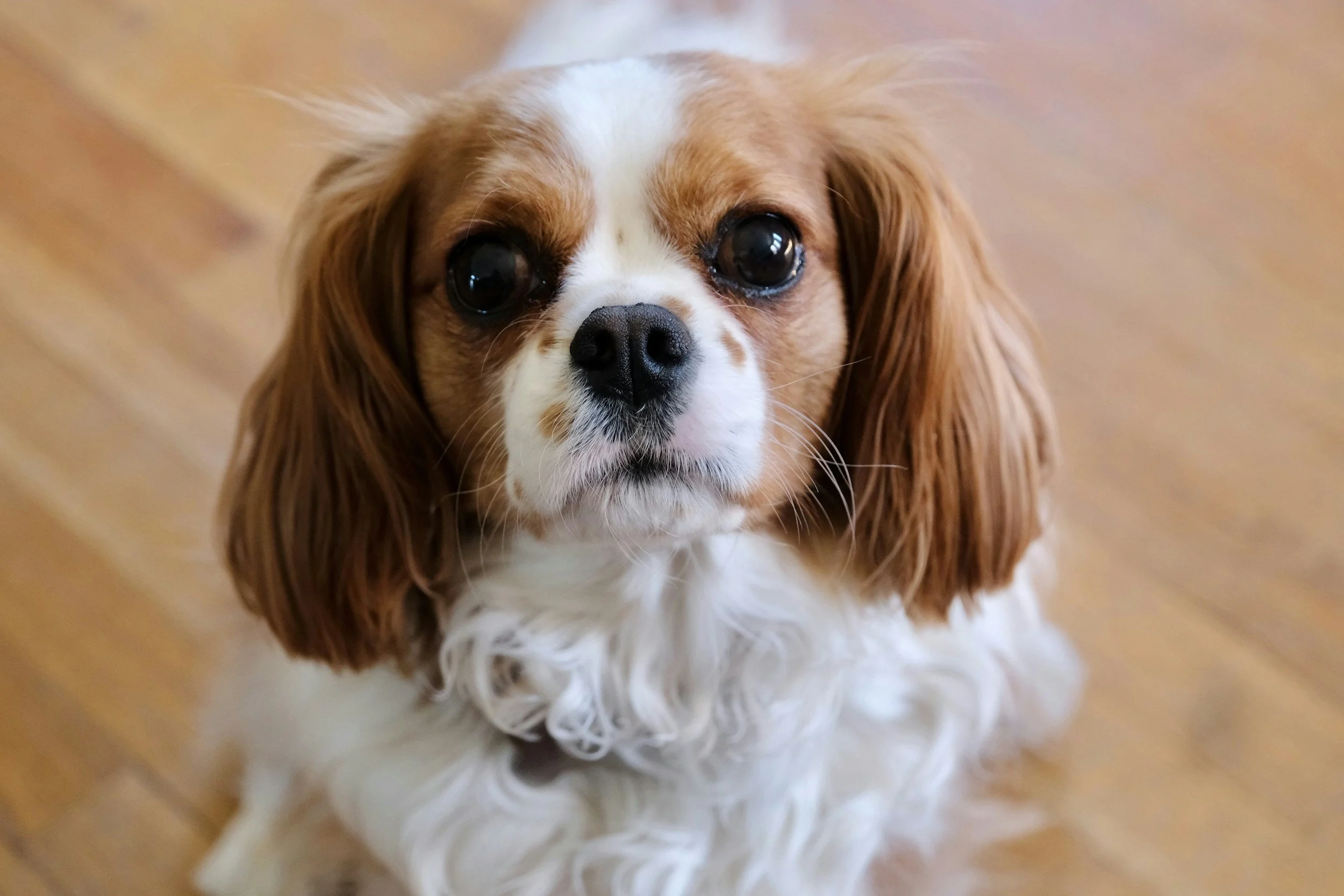 Close-up of a small dog, possibly a cavalier king charles spaniel, looking directly at the camera with large, dark eyes and floppy ears, standing on a wooden floor.