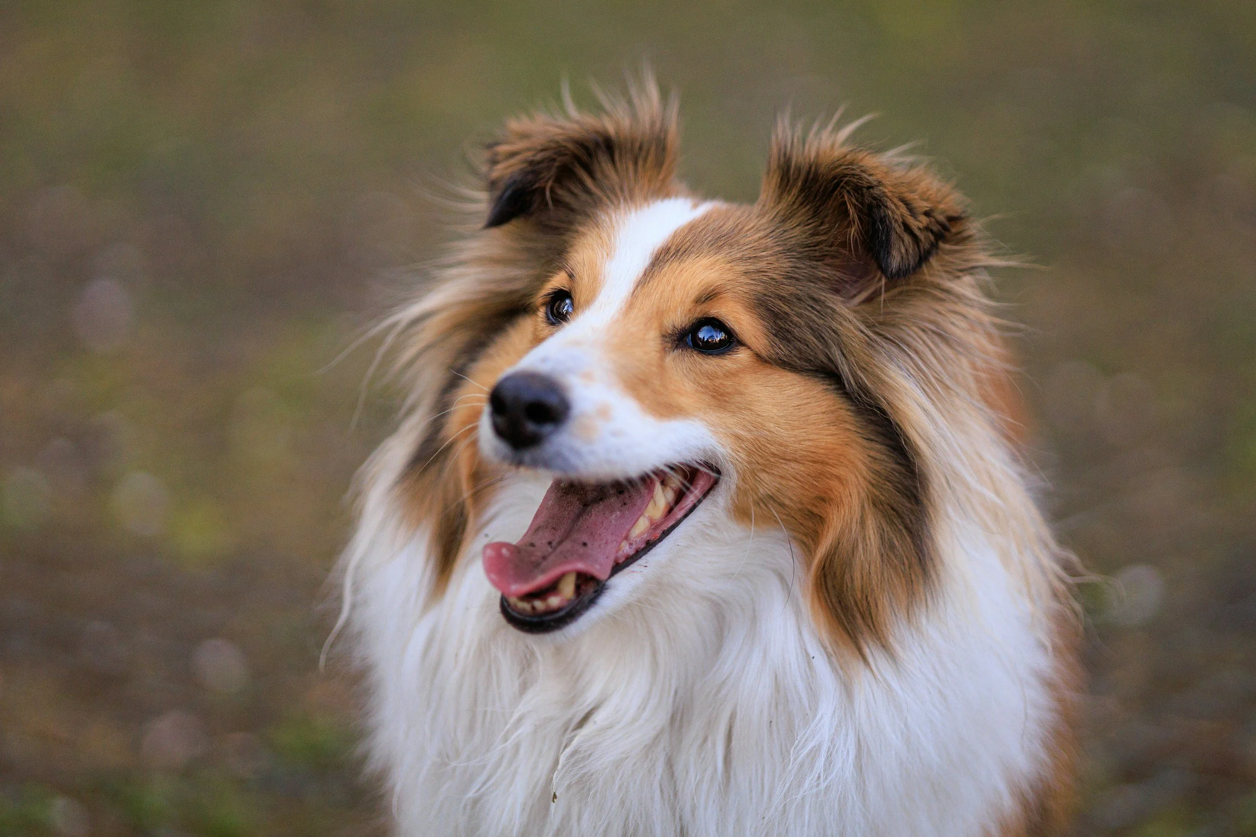 A happy dog with a wide open mouth, tongue out, and fluffy fur.