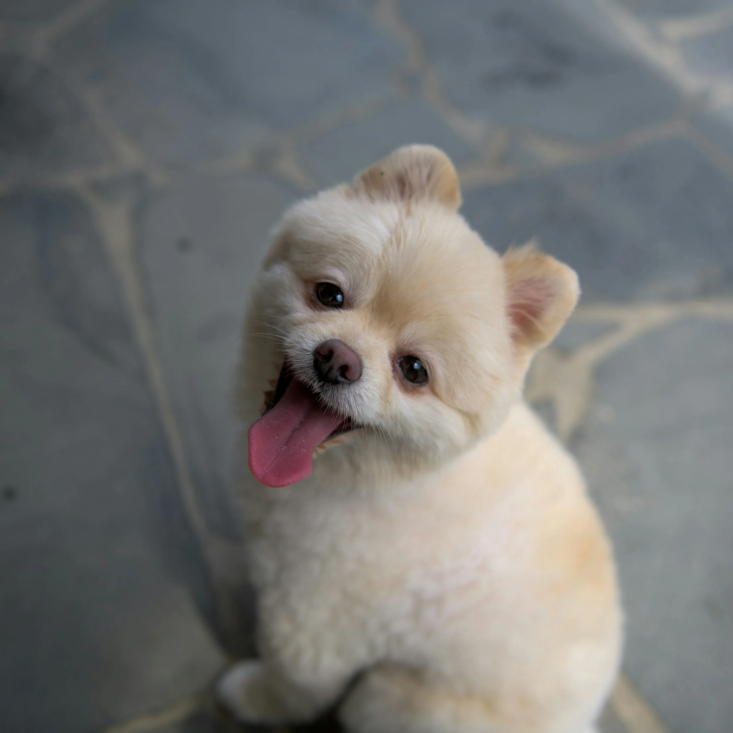 Close-up image of a freshly groomed dog, happily smiling up at you.