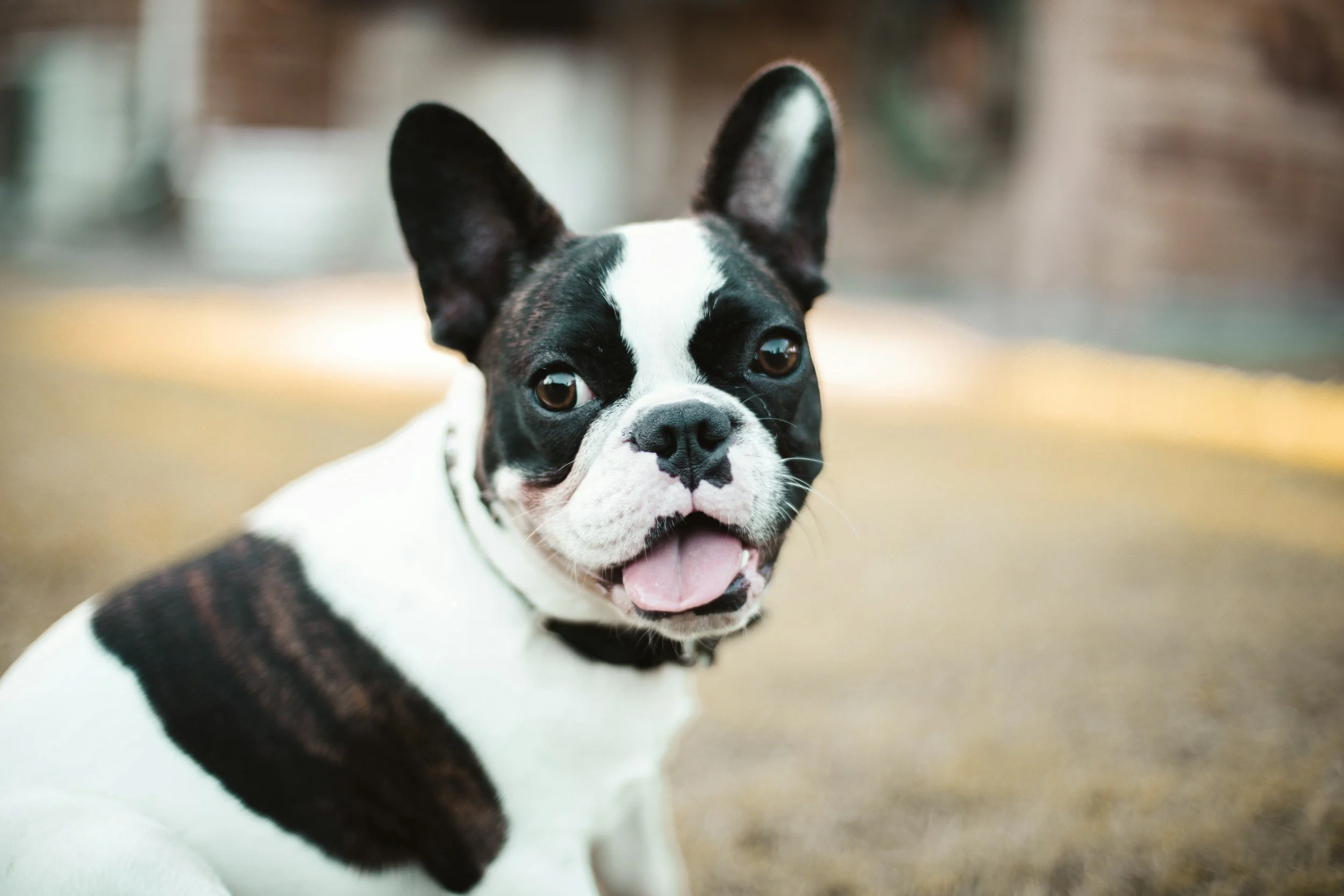 A black and white Boston Terrier puppy with its tongue out, looking at the camera. The background is blurred.