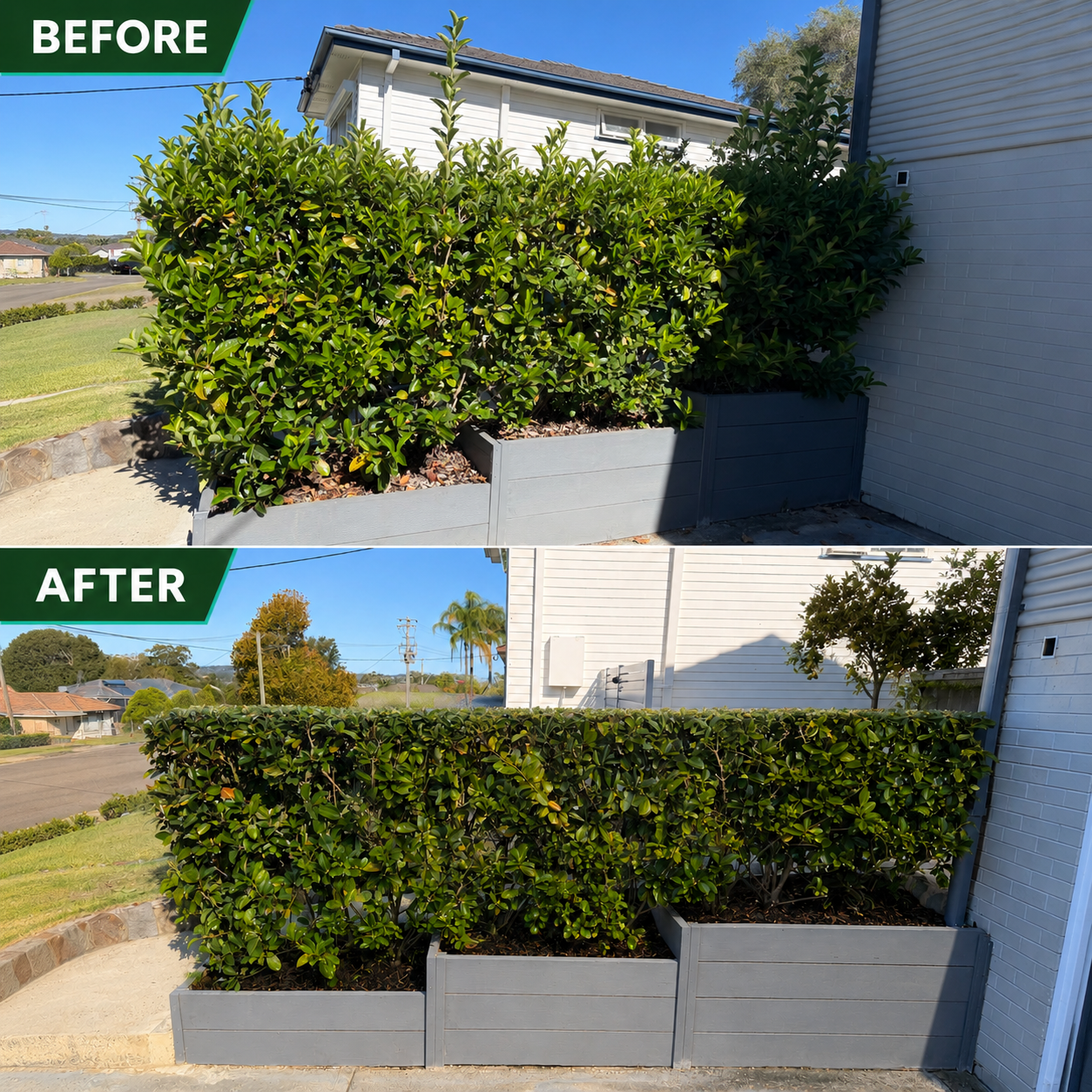 Comparison of an outdoor garden bed before and after pruning, showing dense green shrubbery in a gray planter box with a residential neighborhood and clear sky in the background.
