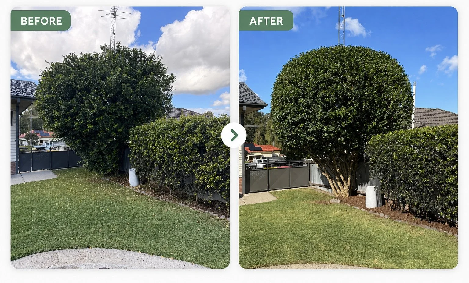 Side-by-side comparison of a trimmed, rounded shrub in a backyard before and after trimming, with a fence, gate, and suburban houses in the background.