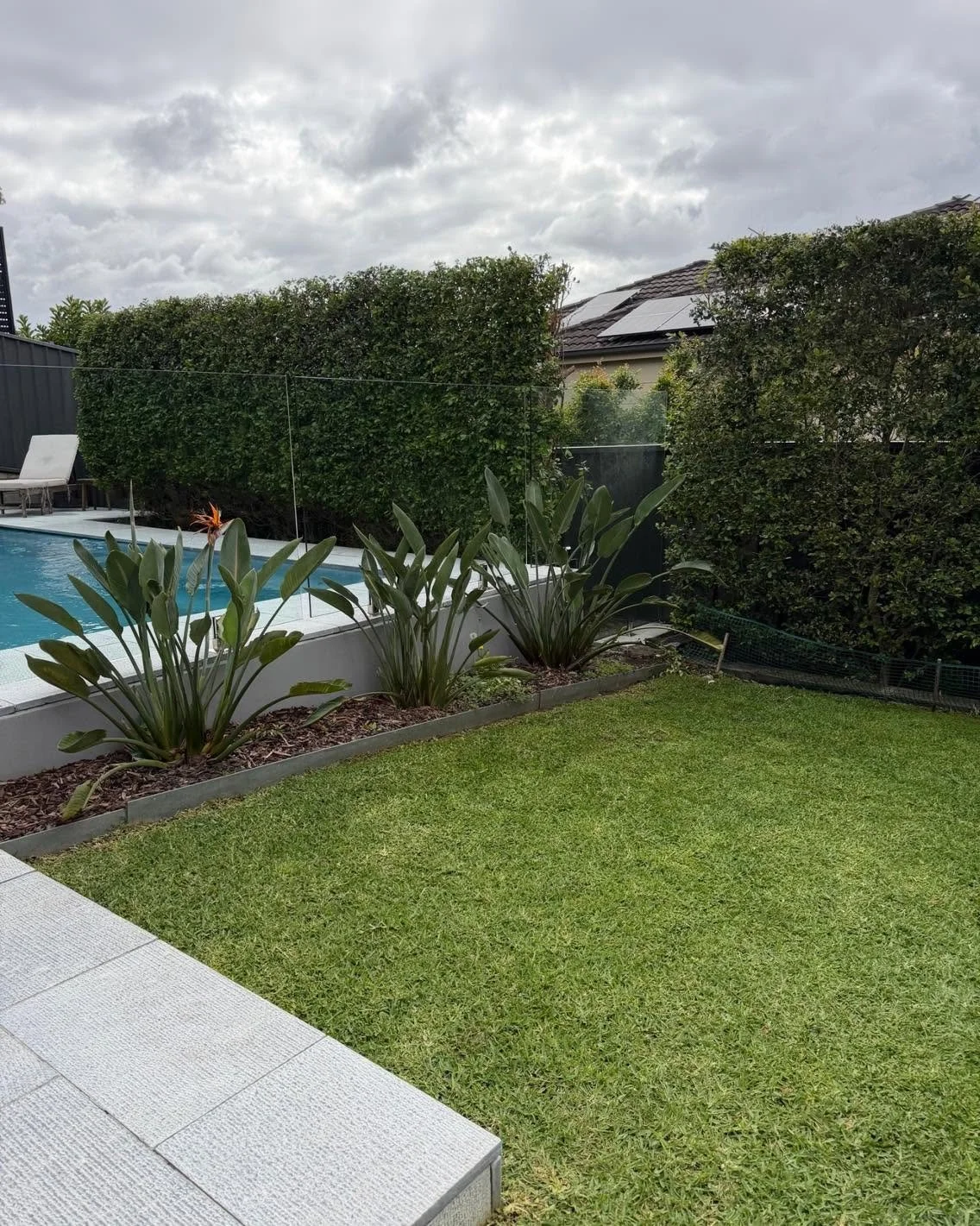 Landscaped backyard with a swimming pool, tropical plants, manicured lawn, privacy hedges, and solar panels on a house roof