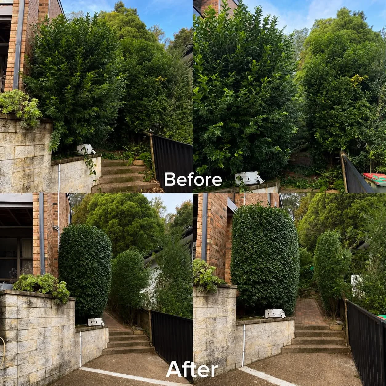 Before and after hedge trimming and garden pruning services by YardGuard Property Services