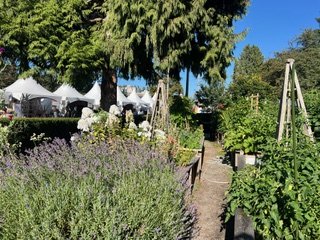 A garden pathway surrounded by lush greenery, lavender bushes, and trees, with tents or canopies in the background under a clear blue sky.