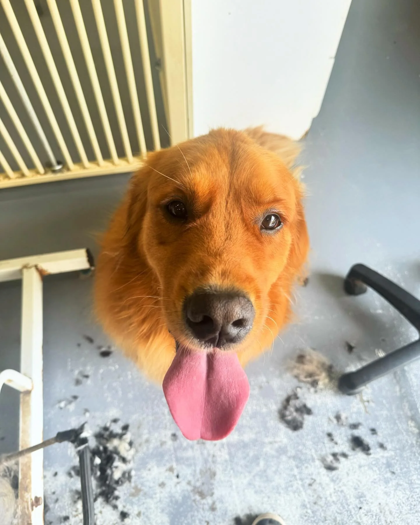 OPERATING HOURS UPDATE ‼️ Due to unforeseen circumstances out of our control, Dogs Only Grooming will unfortunately now only be operating WEDNESDAYS TO SATURDAYS throughout the week until further notice. Rest assured, we will let you know when we are