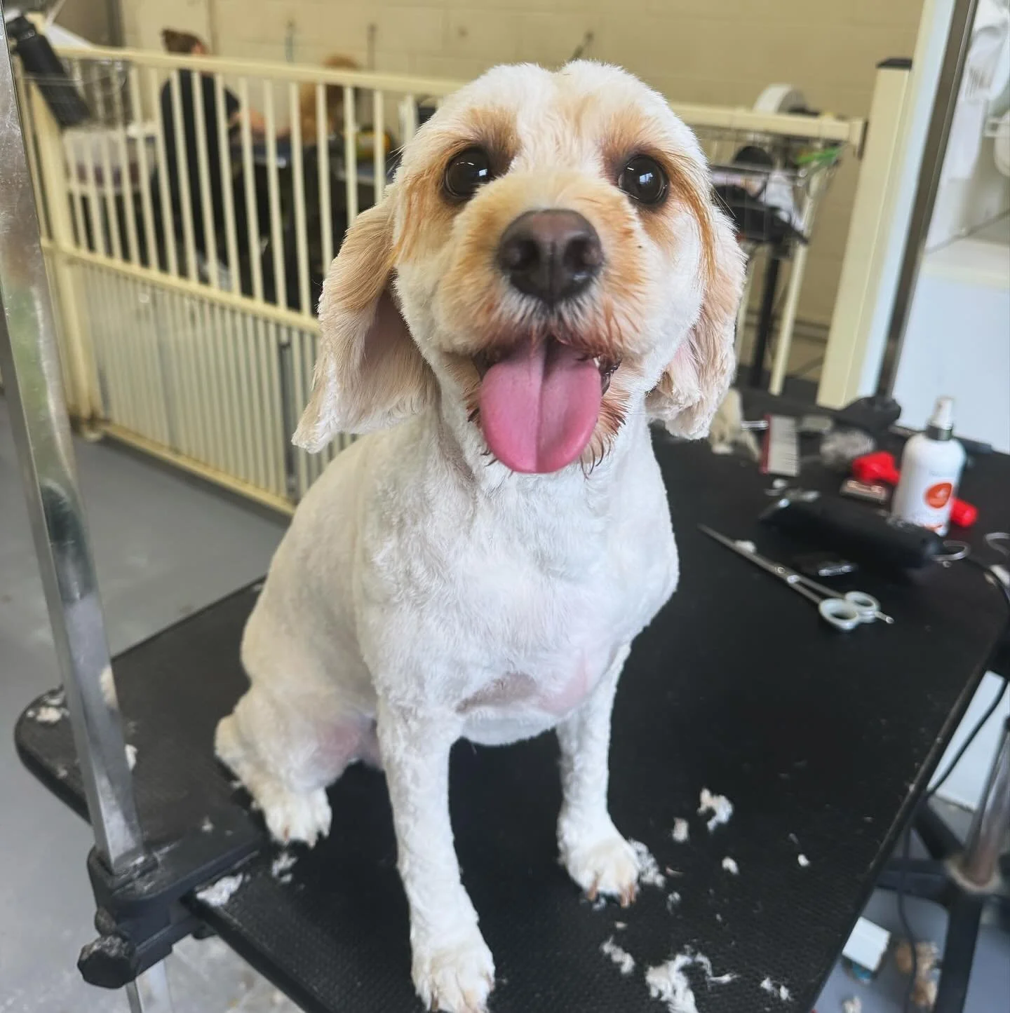 From puppy washes to big girl Summer haircuts 😃 Milo has been coming to us since September 2021 back when she was just a pup. As she&rsquo;s gotten bigger we&rsquo;ve advanced into the shorter more practical haircuts. These shorter haircuts (anythin