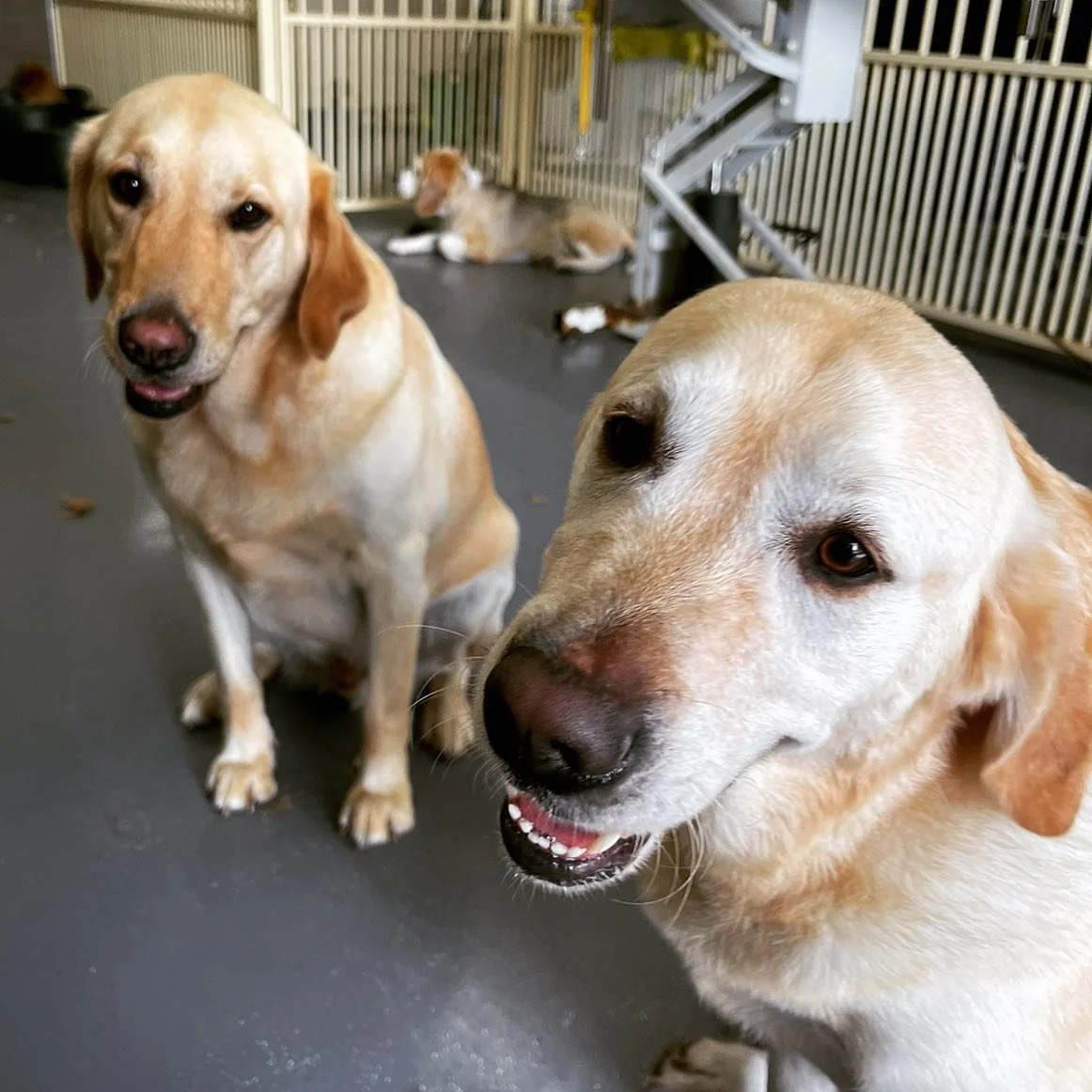 Herbie &amp; Gus - our 2 beautiful therapy labradors 🥰 With only 8 weeks left until Christmas, we&rsquo;re pleased to say that everyone has been getting their Christmas bookings in early this year! 🤗🎄That being said, Wednesday 20th December and Sa
