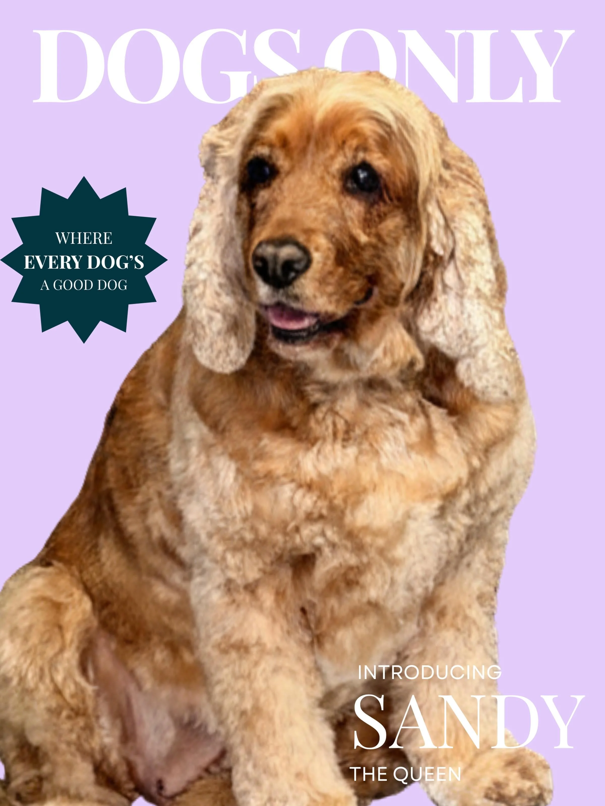 Meet Sandy. 🐾

Honestly? I walked in a little shaggy and walked out looking like the queen I am.

No cage. No stress. Just me, my groom, and a whole lot of tail wags.

If your human hasn&rsquo;t booked you in yet, what are they waiting for? Link in 