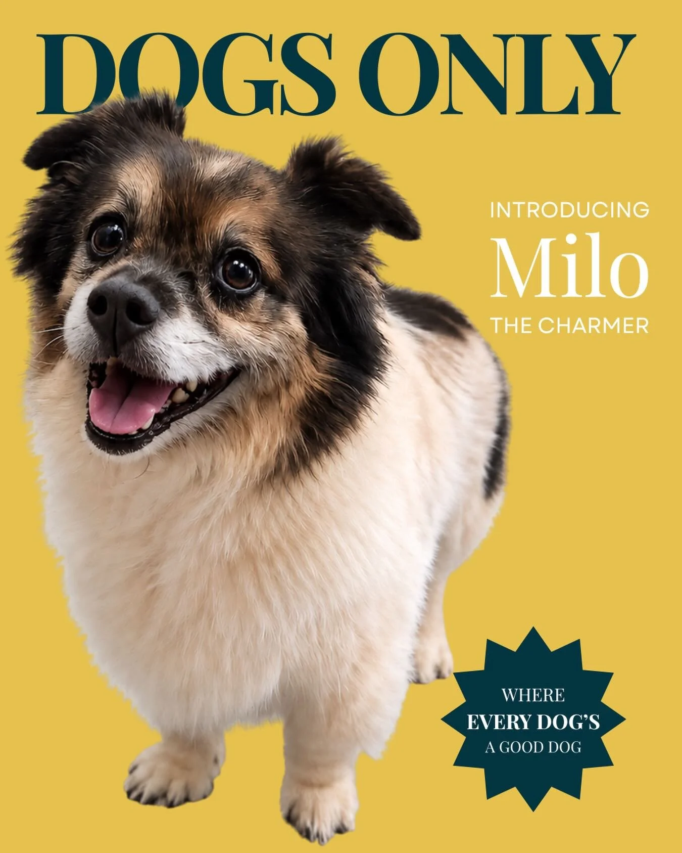 Meet Milo. 🐾

Charming? Always. But after today? Unstoppable.

No cage. No stress. Just me, my groom, and enough charisma to light up the whole salon.

If your human hasn&rsquo;t booked you in yet, tell them Milo sent you. Link in bio. 👆

Where eve
