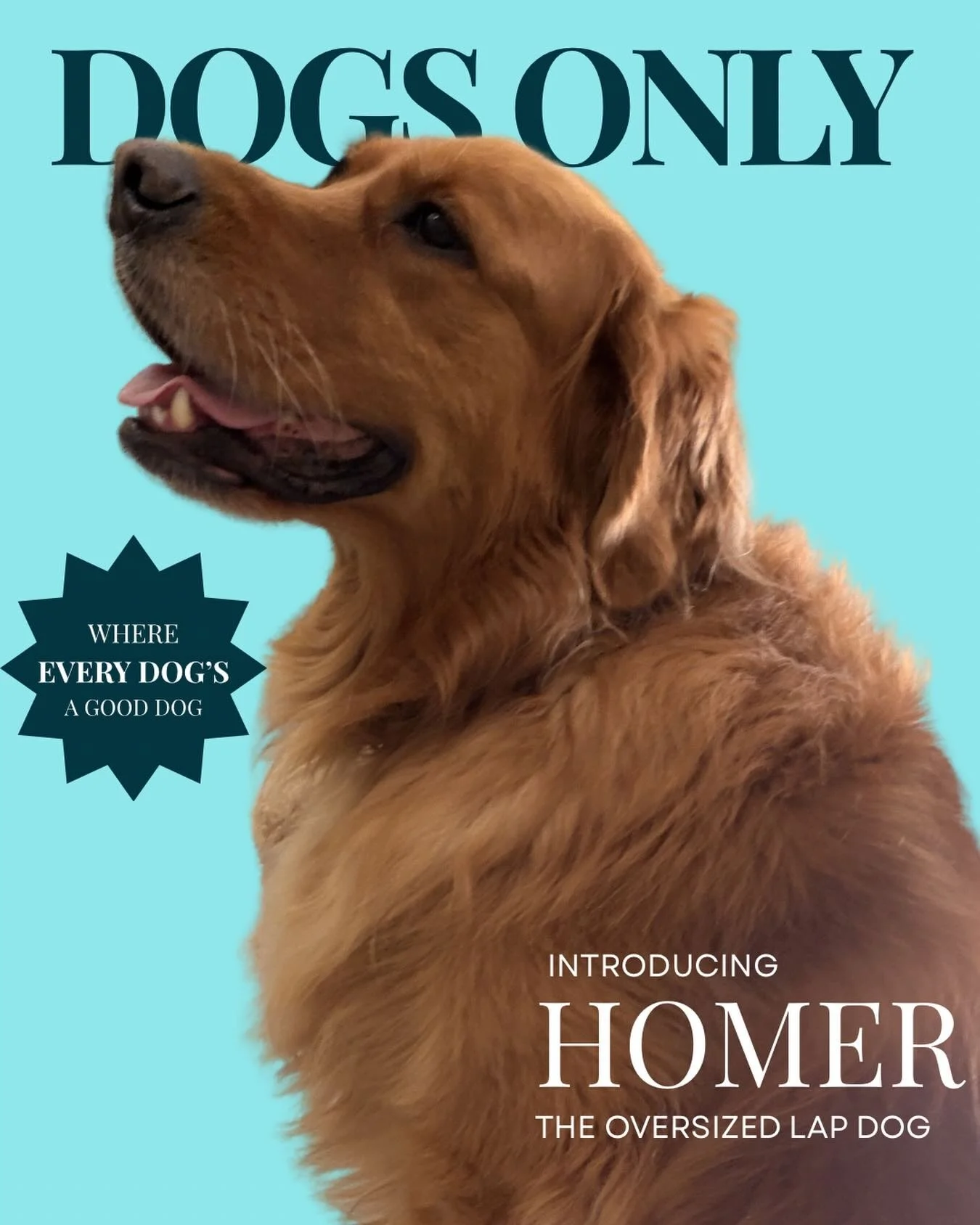 They said I was here for a groom. I said I was here for the laps and hugs. We were both right.

Cage-free grooming in Brookvale, where every dog&rsquo;s a good dog. 🐾

Book via the link in bio.

#dogsofonlydogsgrooming #dogsofinstagram #goldenretrie