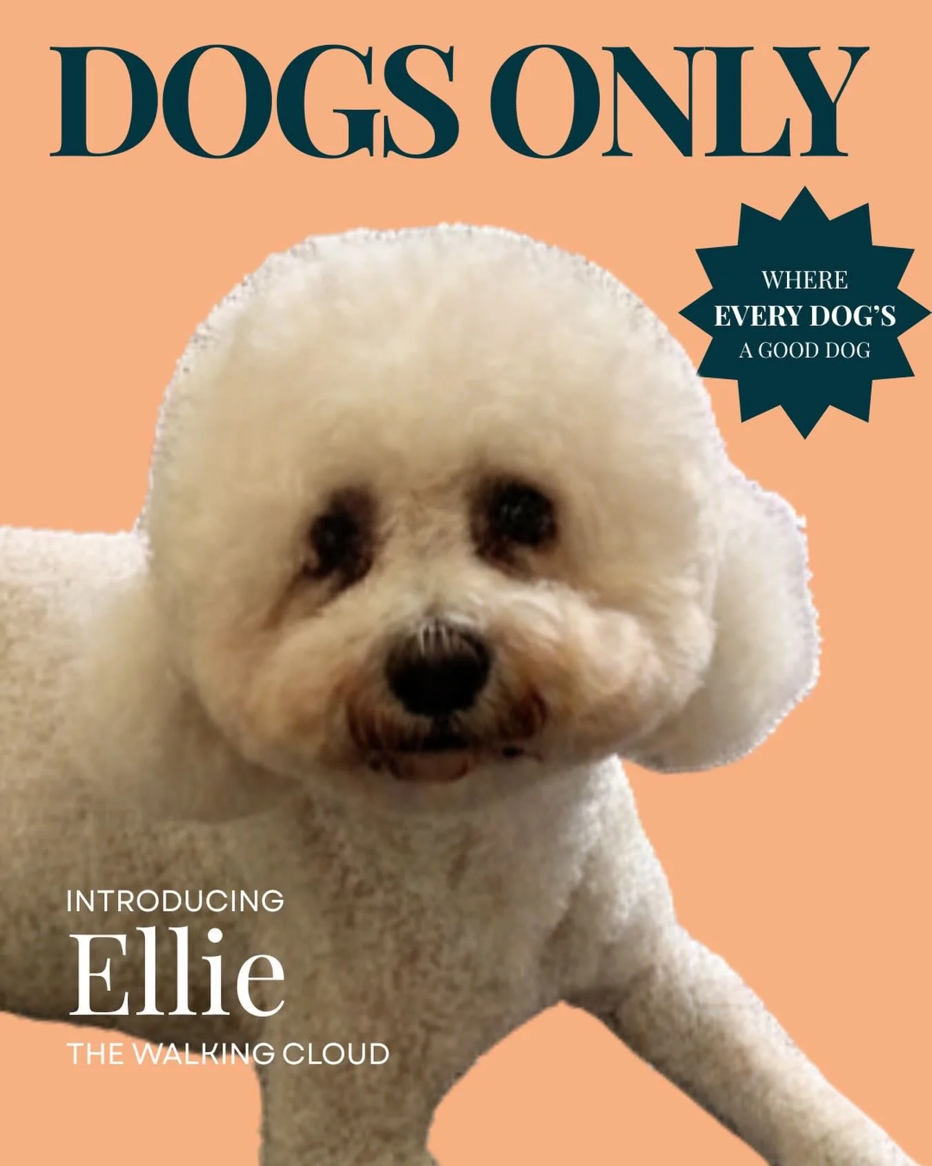 I&rsquo;m not saying I&rsquo;m a cloud&hellip; but has anyone actually seen me and a cloud in the same room?

Now accepting compliments, cuddles, and comments about how perfectly round my head is.

Love,
Ellie

#dogsofinstagram #northernbeachesdogs #