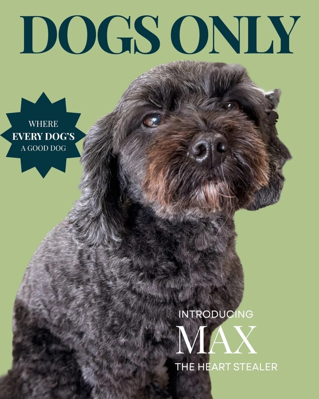 People keep asking what my secret is. There is no secret. I woke up like this. And my groomer did their job well. 
.
.
#doggroom #dogsgroomedwell #max #northern beaches dogs