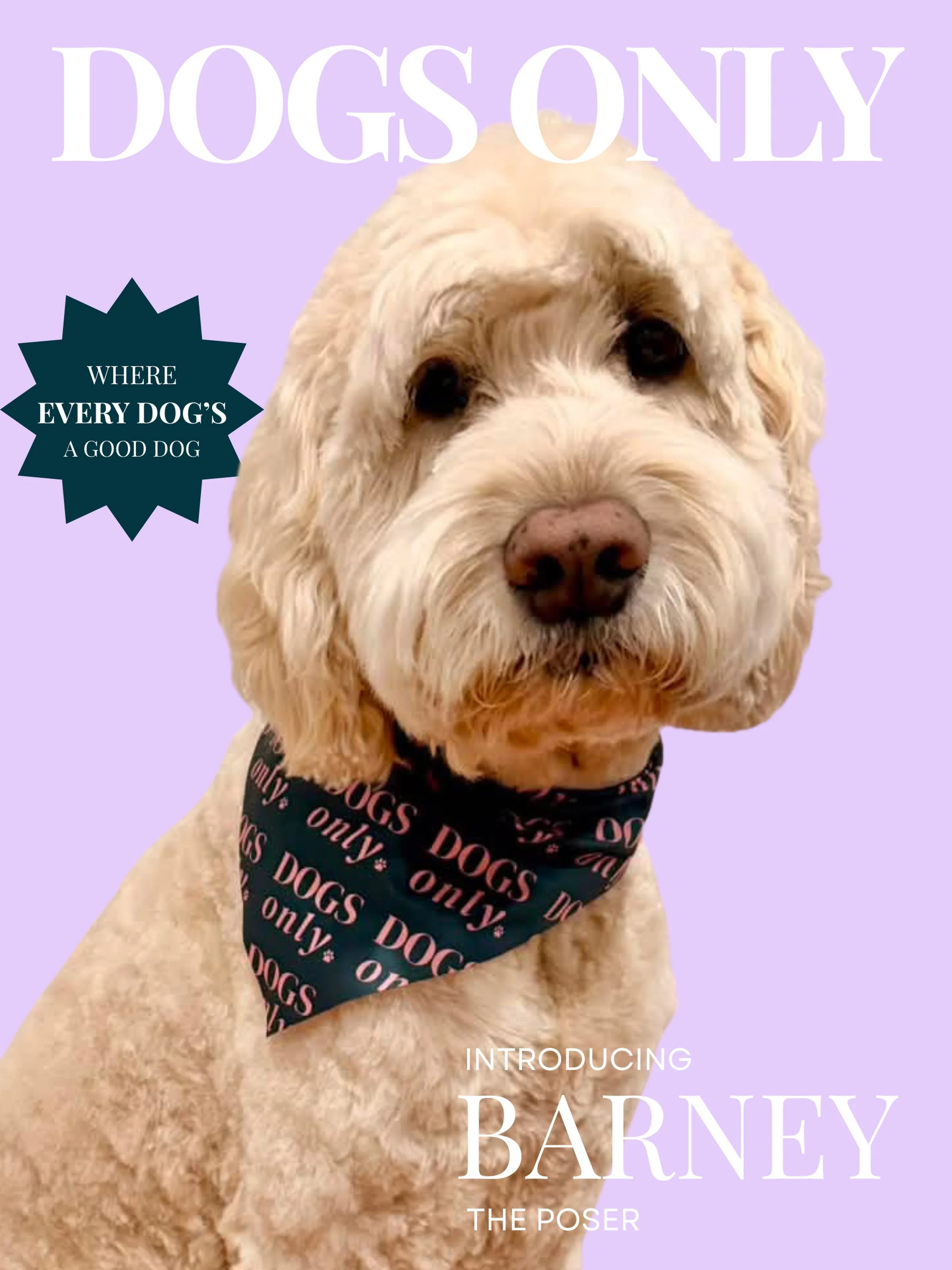 Serving face, fluff and main character energy like it&rsquo;s his full-time job. My humans said I smell very nice.
.
.
.
#dogsonlygrooming #dogs #northernbeachesdogs #oodle #groomingdogs