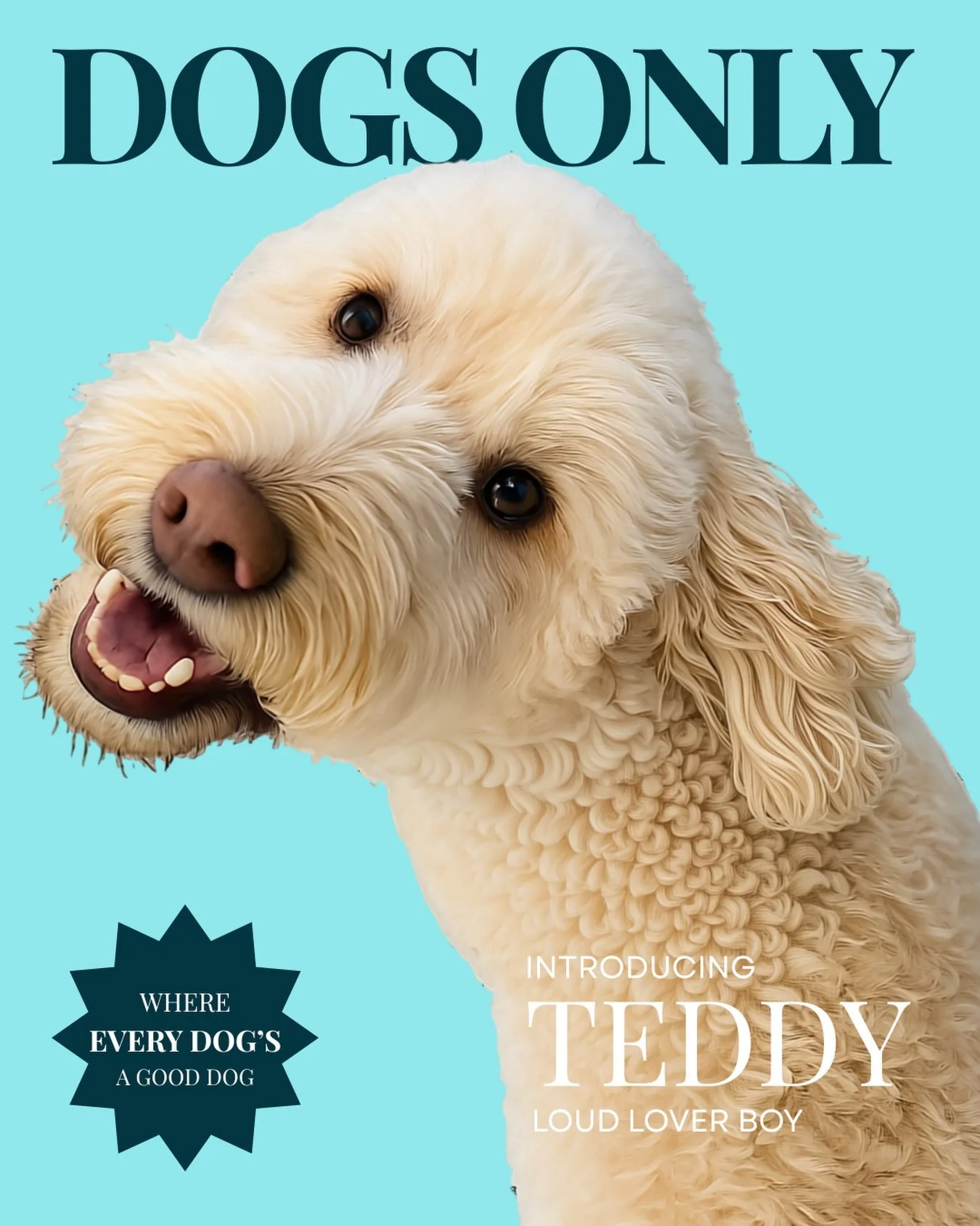Meet Teddy. Cute face. Big opinions. Absolutely no indoor voice.

This little heartbreaker has never met a stranger, loves a good chat (usually at full volume) and firmly believes everyone was put on this earth to be his best friend.

Personal space?